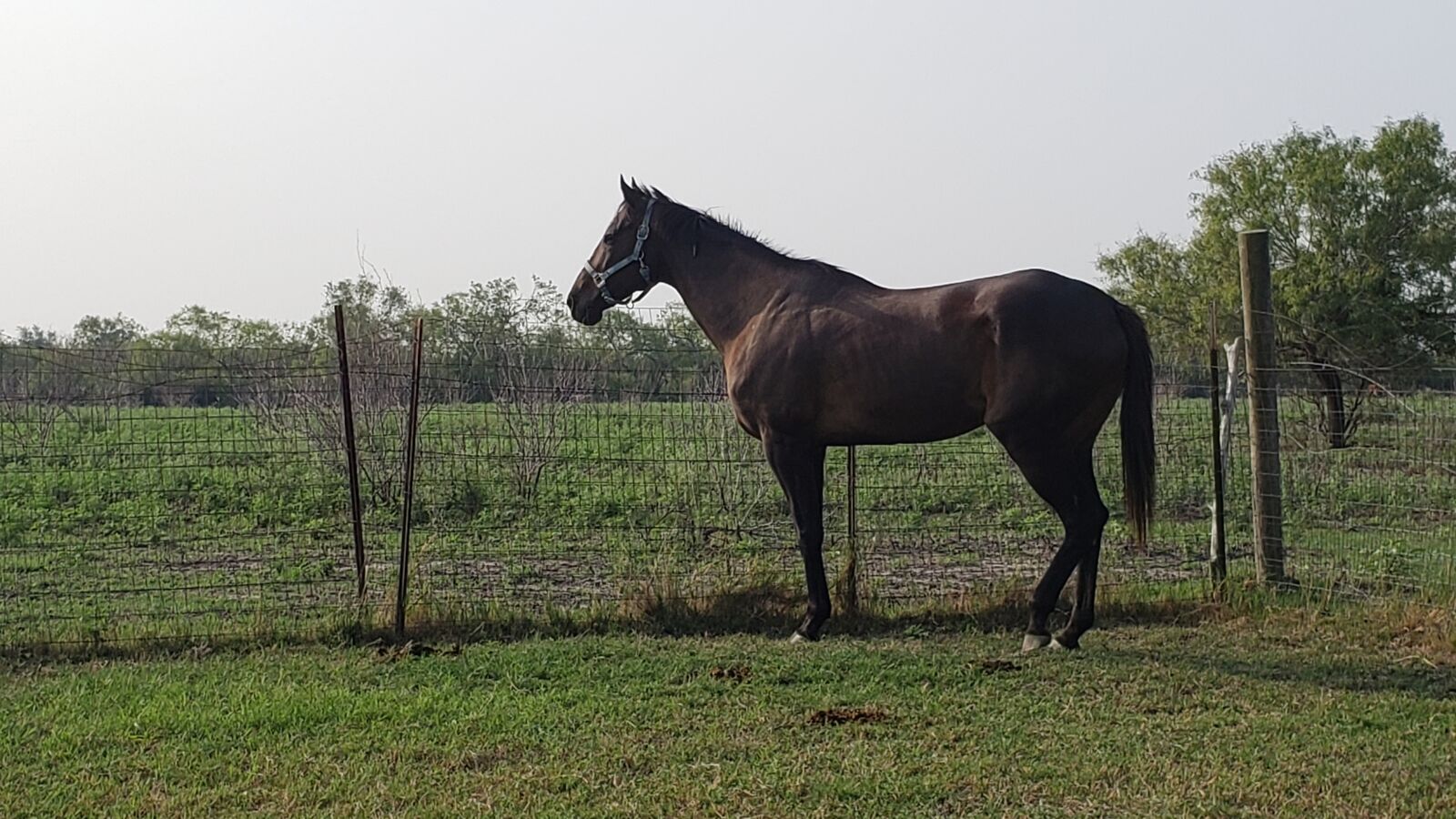 Samsung SM-G960U sample photo. Texas, equestrian, equine photography