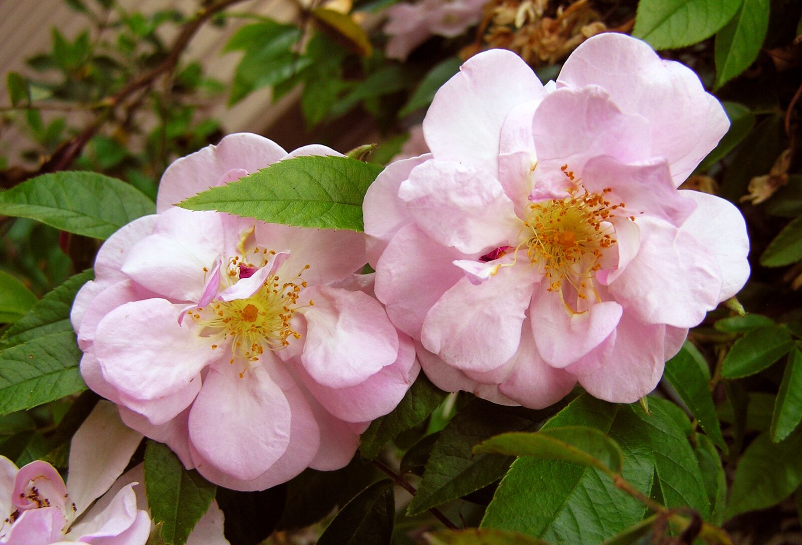 Olympus C750UZ sample photo. Flowers, rose, pink photography
