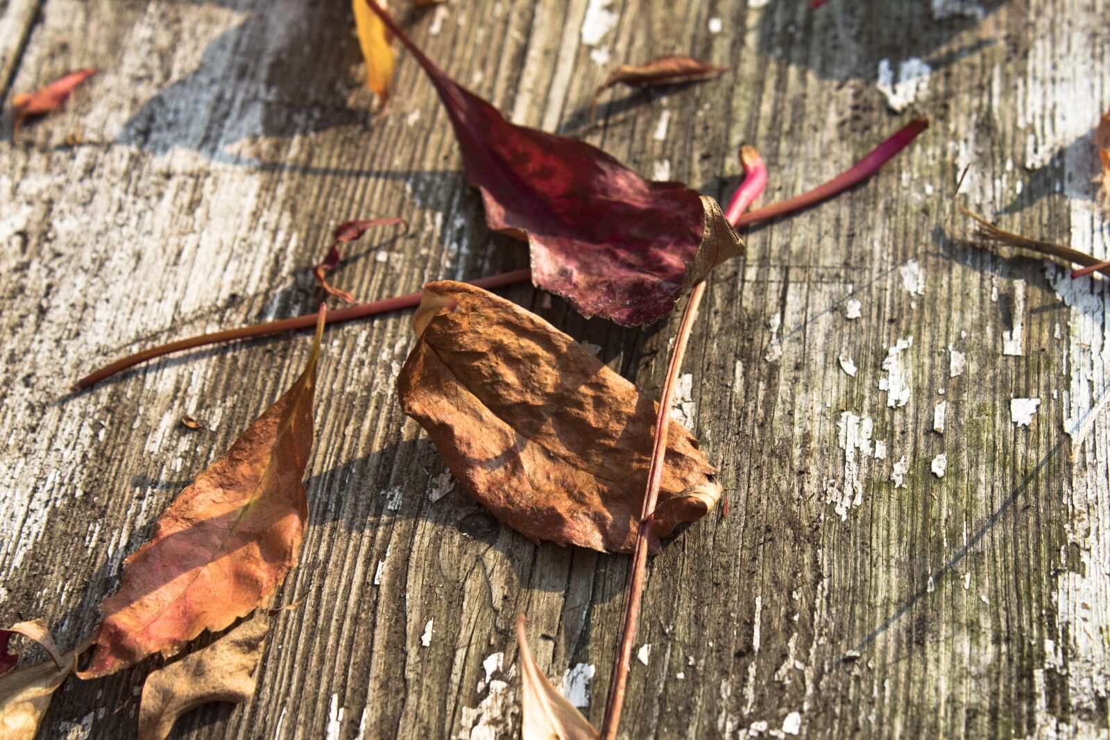 Canon EOS 1300D (EOS Rebel T6 / EOS Kiss X80) sample photo. Autumn, foliage, yellow leaves photography