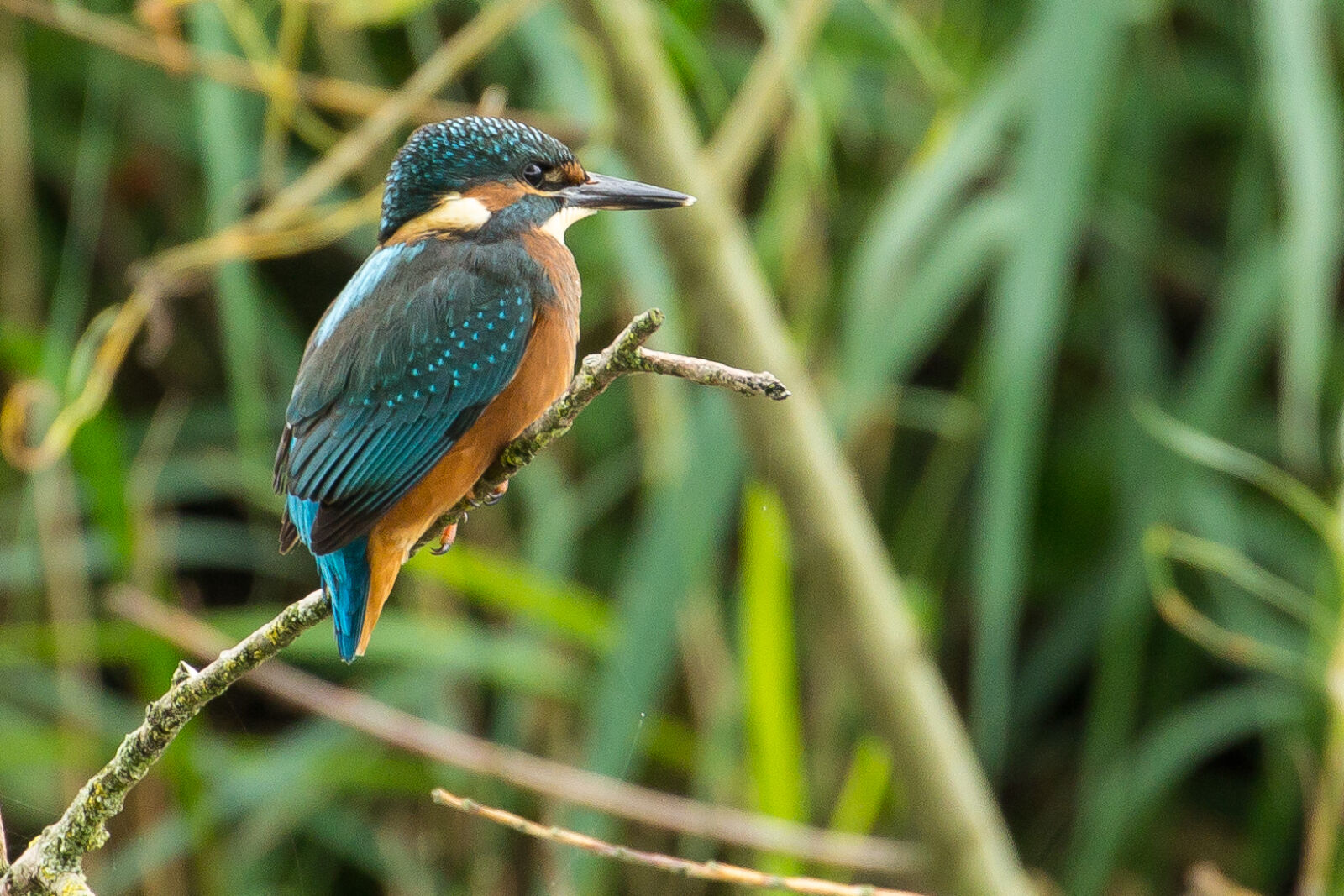 Canon EOS 60D + Canon EF 70-300mm F4-5.6L IS USM sample photo. Bird, birdwatching, kingfisher, nature photography