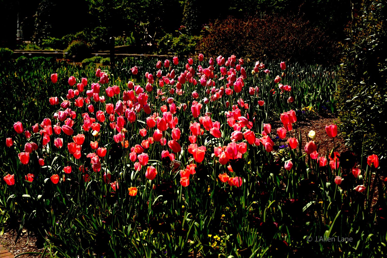 Nikon D5200 sample photo. In bloom, flower, bloom photography