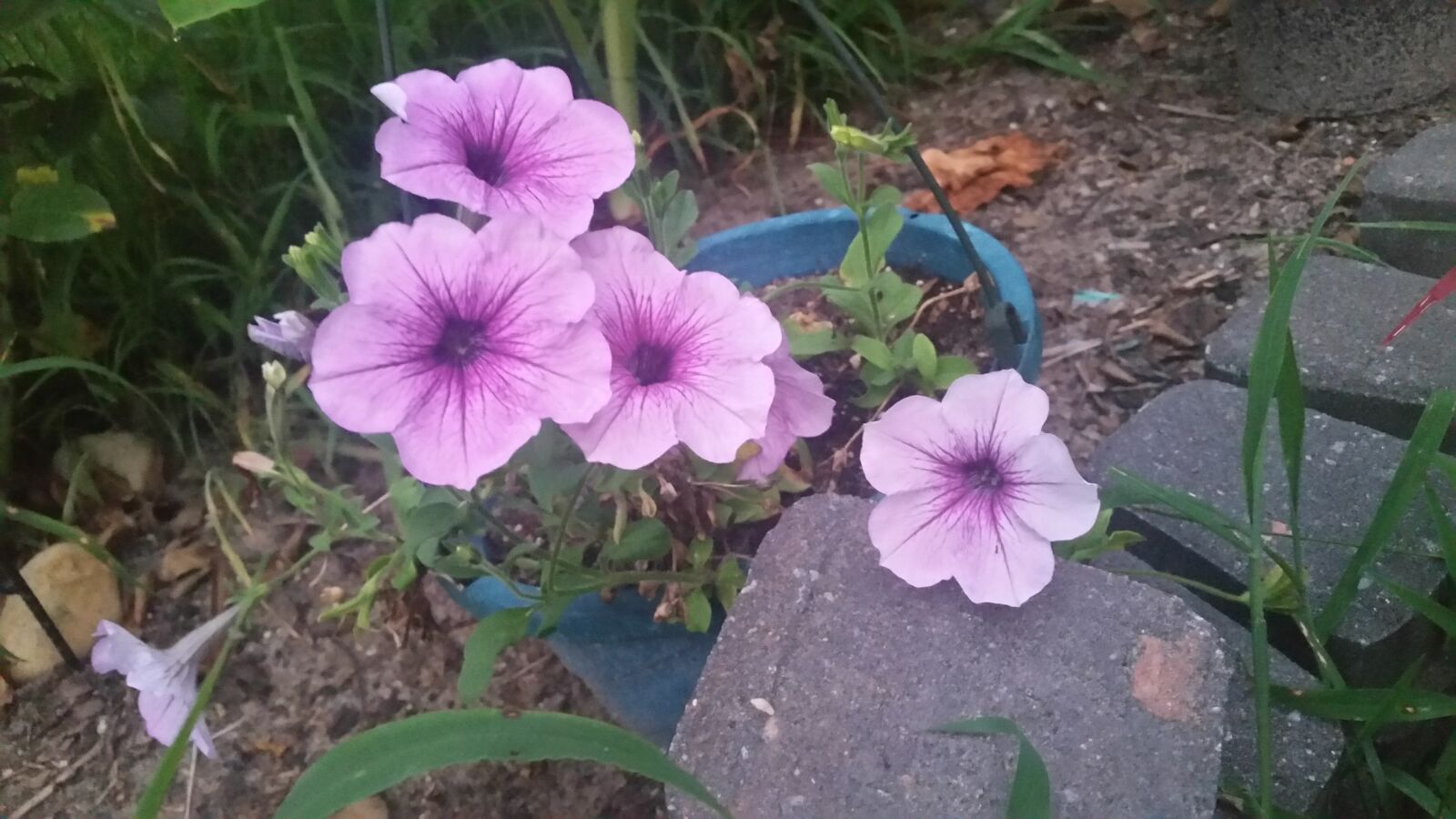 Samsung Galaxy S5 sample photo. Purple, flower, garden photography