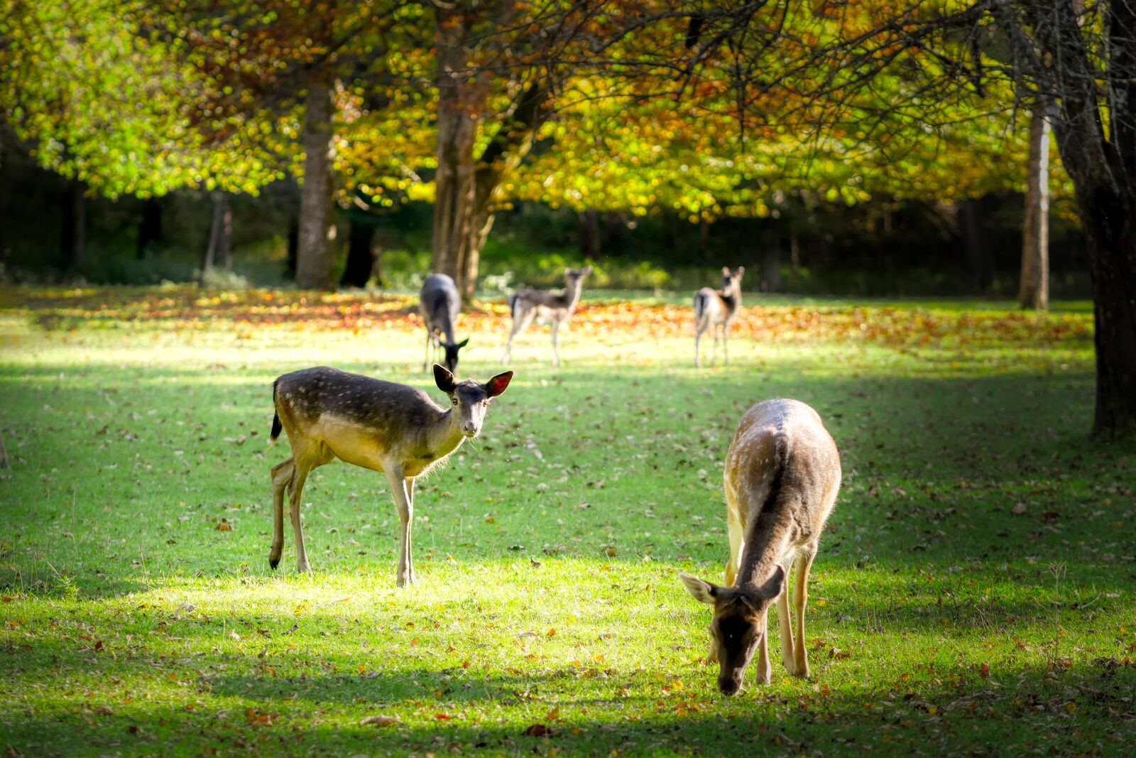 Panasonic Lumix DC-G90 (Lumix DC-G91) sample photo. Roe deer, glade, meadow photography
