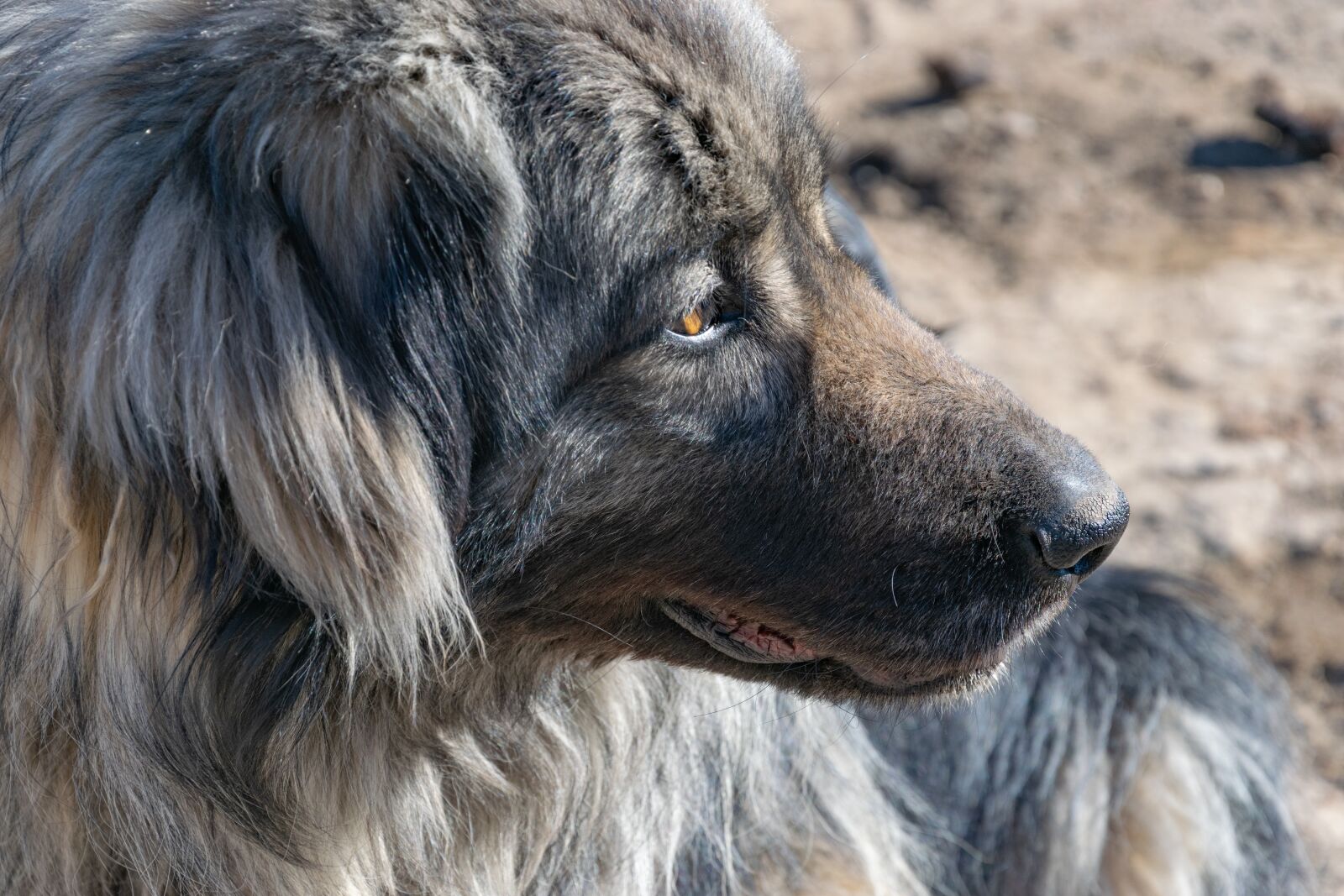 Nikon D3300 sample photo. Dog, pets, friend photography