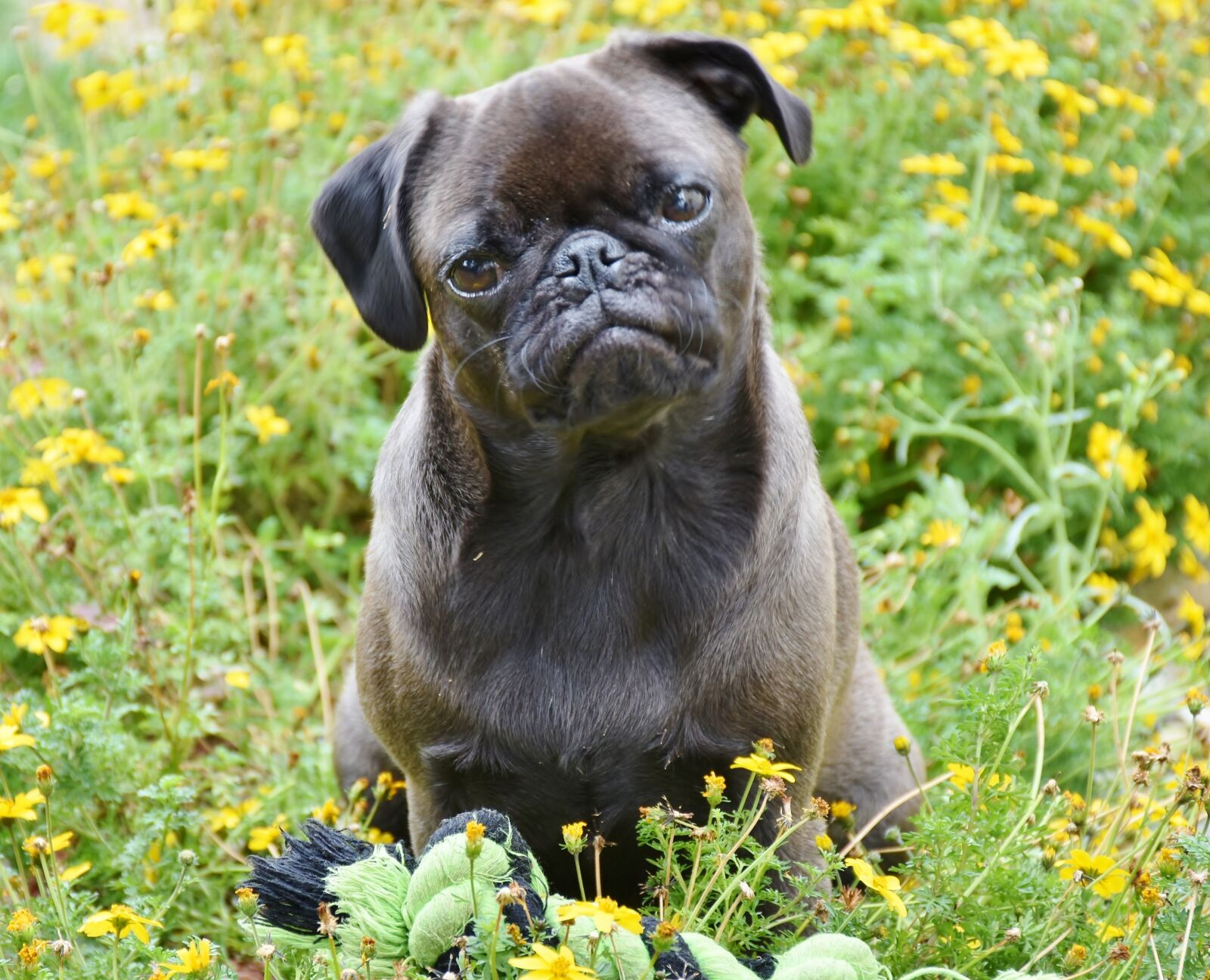 Nikon D7200 sample photo. Pug, dog, small photography