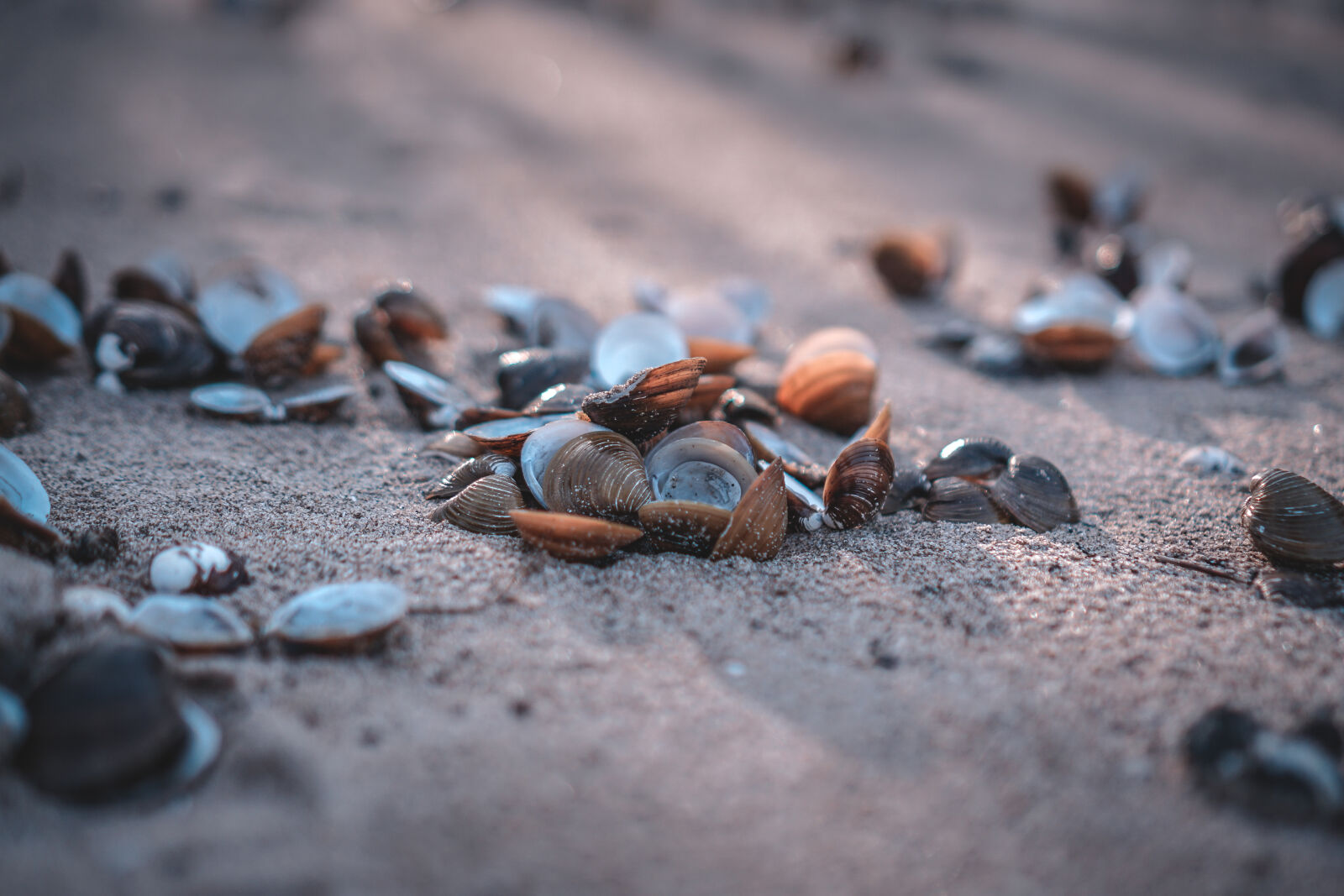 Sony a6000 + Sony E 35mm F1.8 OSS sample photo. Beach, mussels, pebble, beach photography