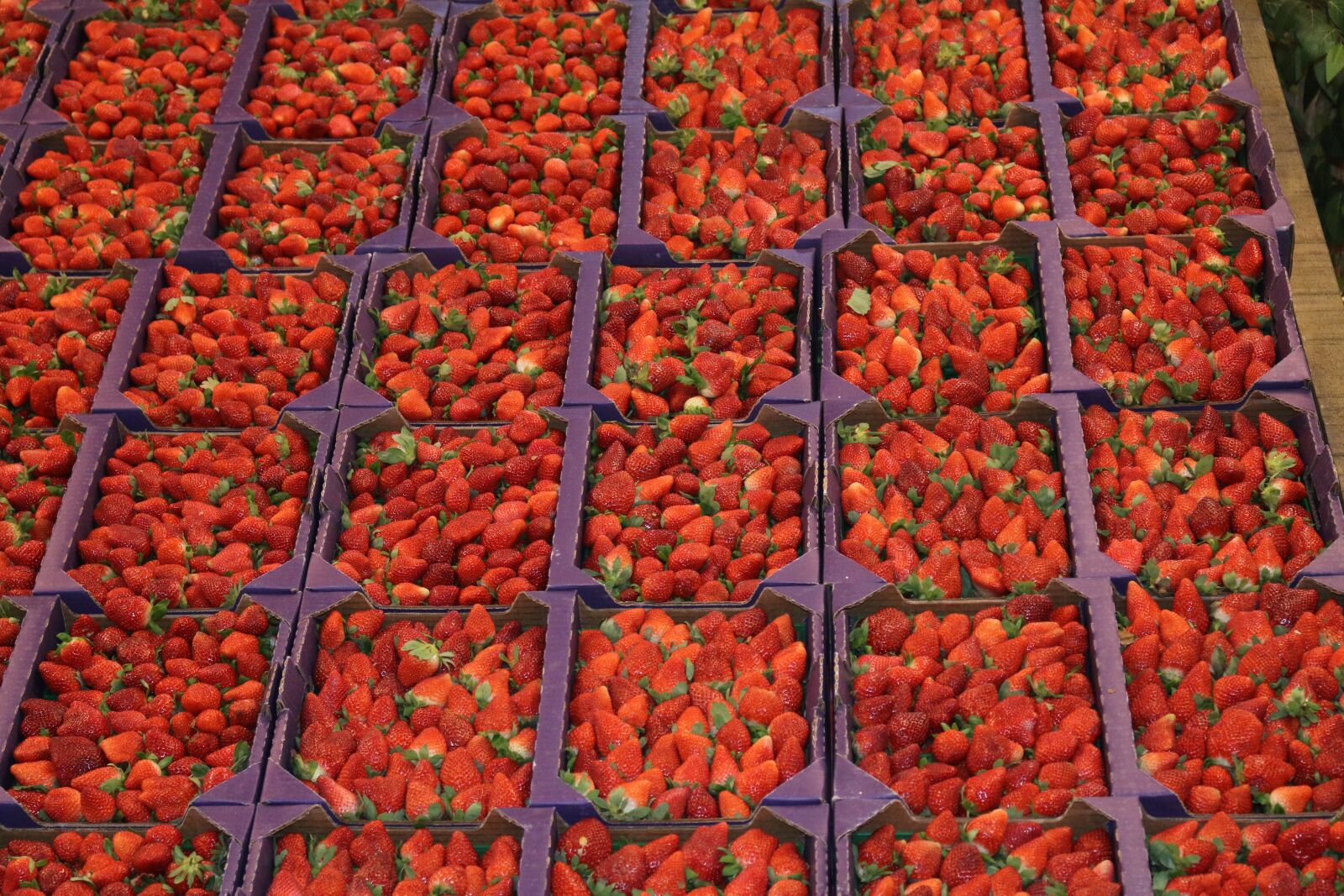 Canon EOS 70D sample photo. Red, food, strawberries photography