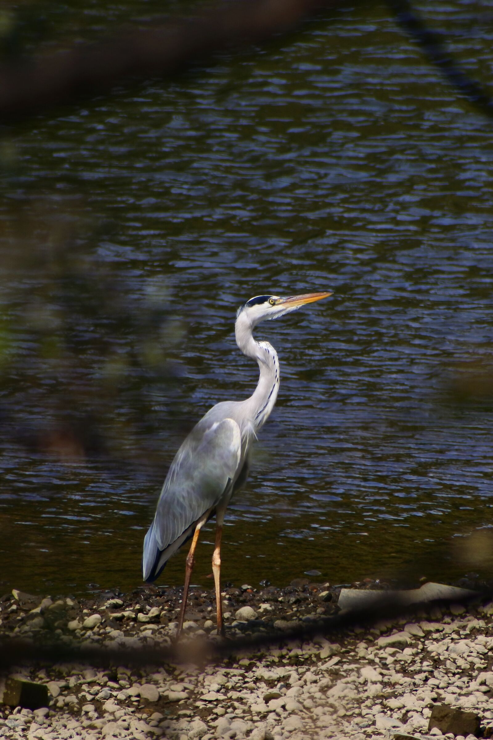 VR 70-300mm f/4.5-6.3G sample photo. Animal, river, waterside photography