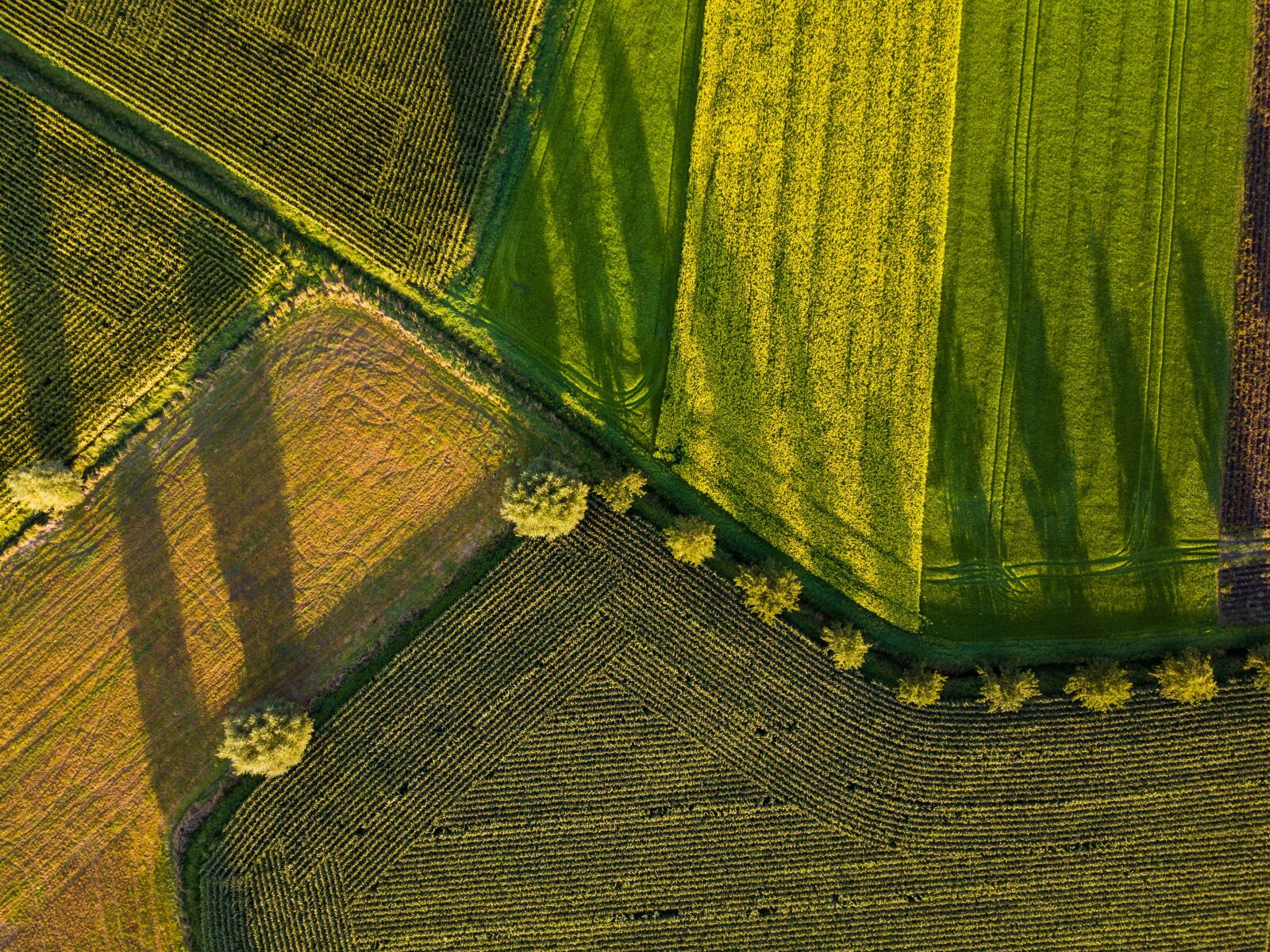 DJI FC220 sample photo. Drone, field, nature photography