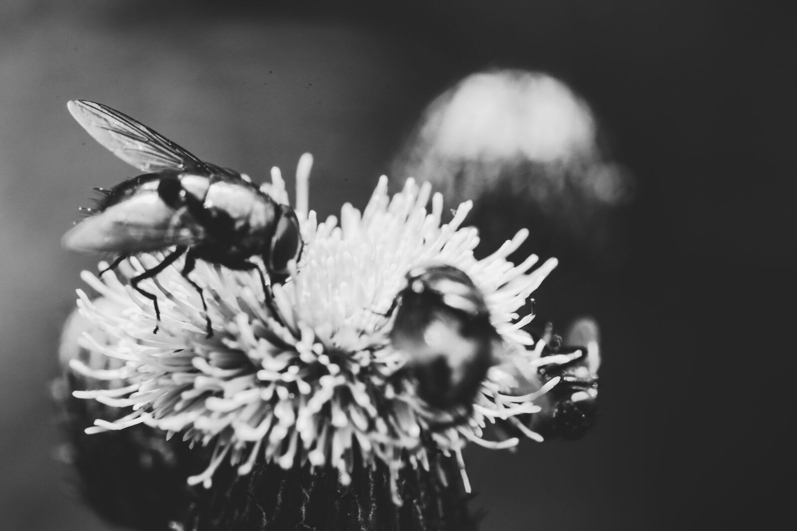 Canon EOS R sample photo. Insect, fly, bug photography