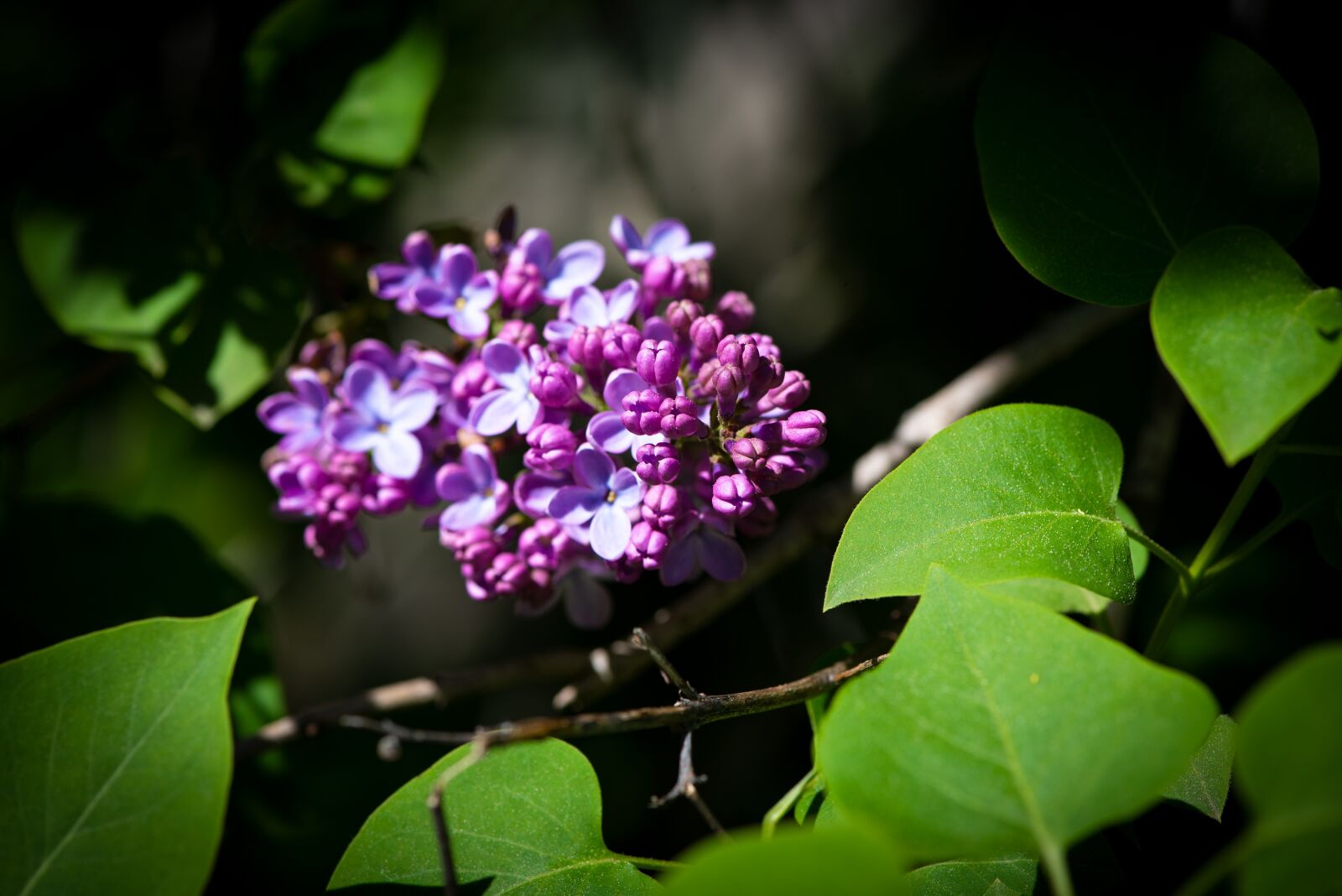 Nikon D750 sample photo. Lilac, blossom, bloom photography