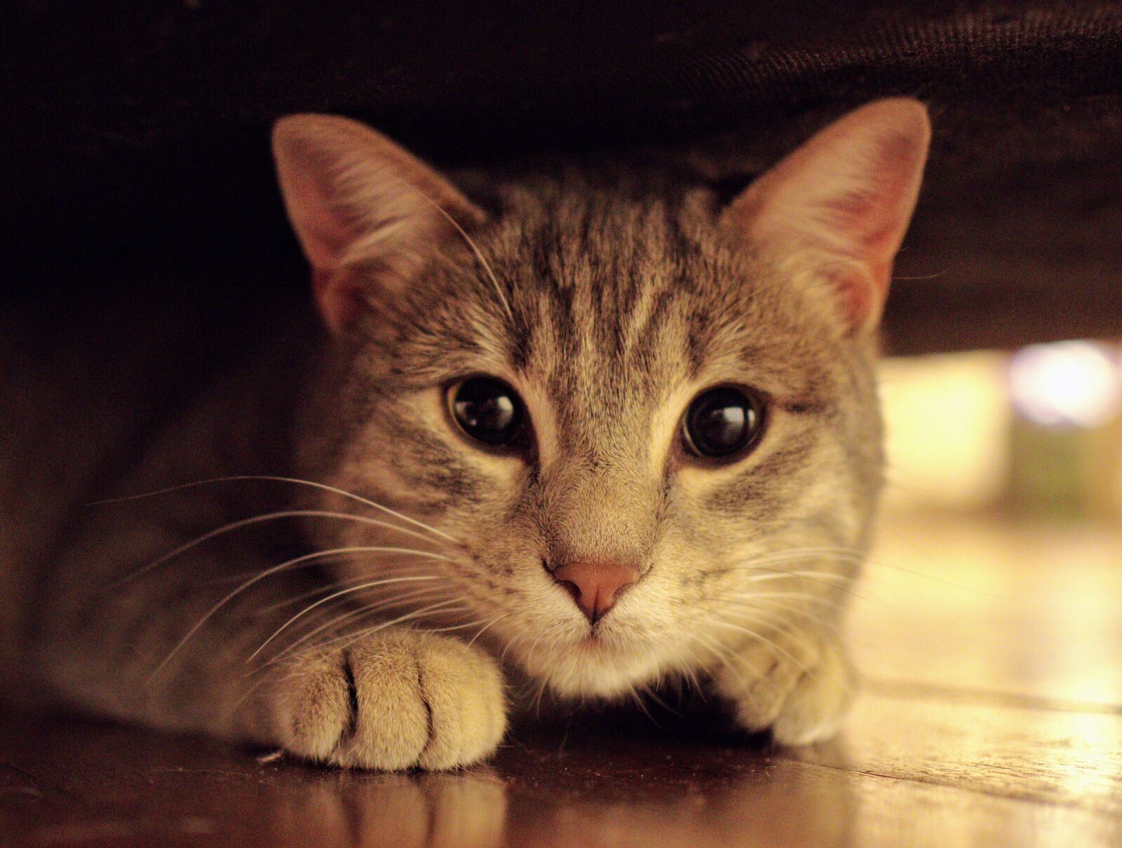 Olympus OM-D E-M10 II sample photo. Grey cat, domestic animal photography