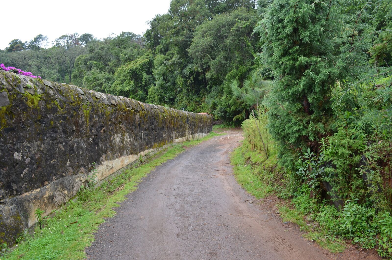 Nikon D5100 sample photo. Path, road, way photography