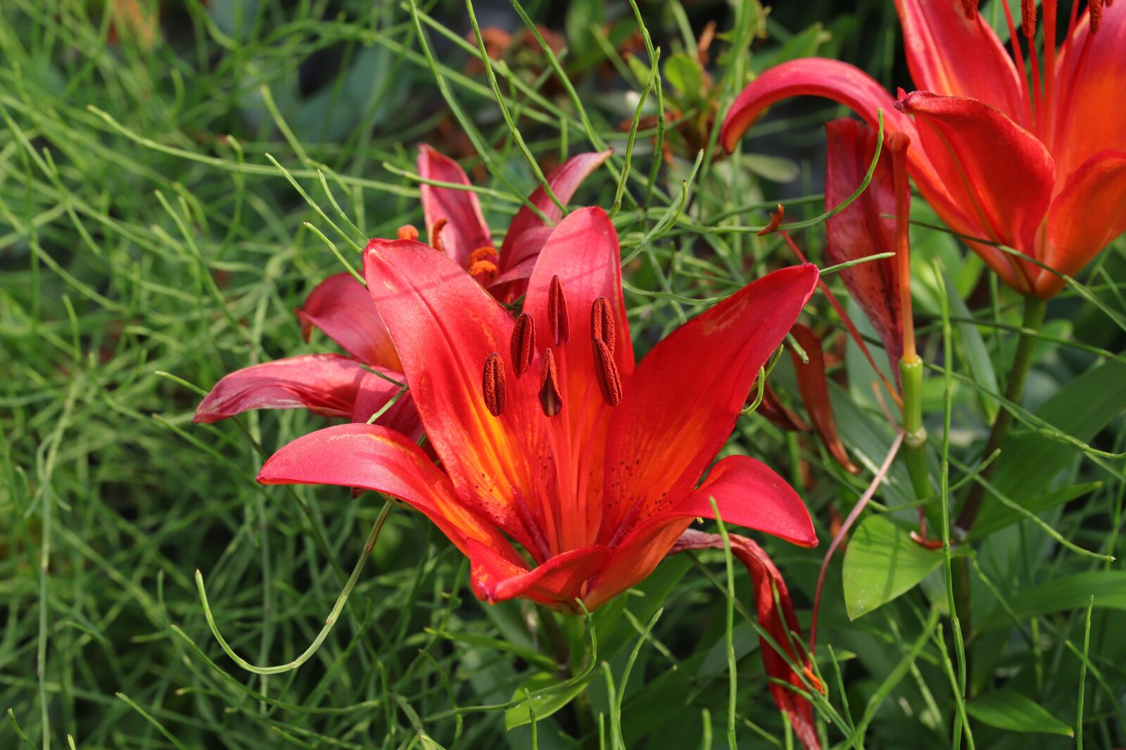 Canon EOS 6D Mark II sample photo. Lily, summer flowers, nature photography