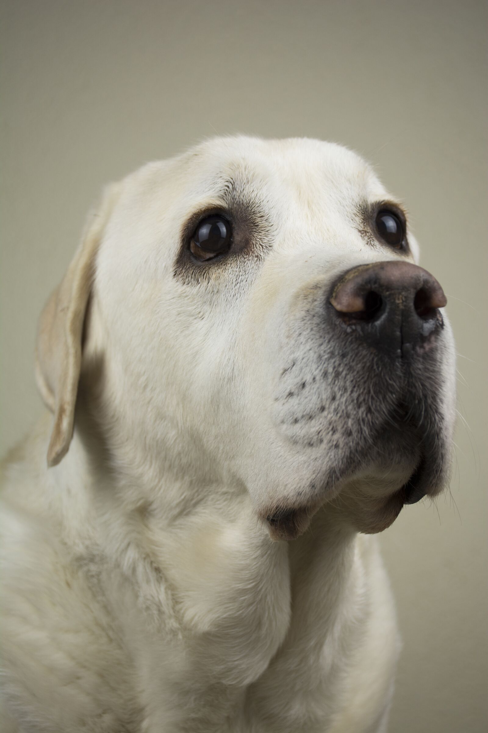 Nikon D7100 sample photo. Dog, labrador, retriever photography