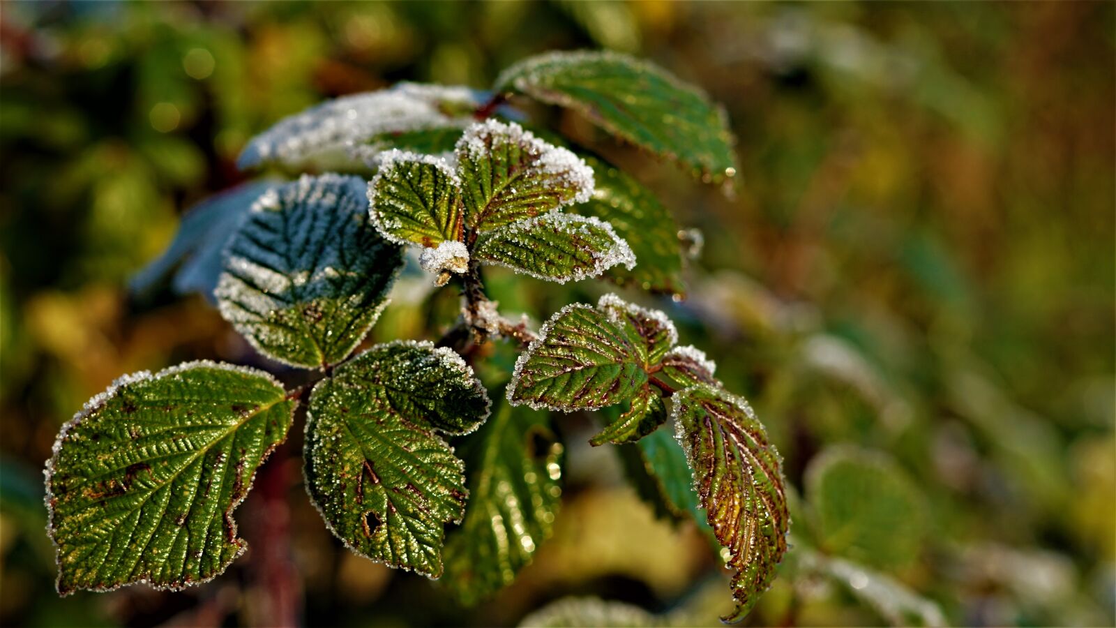 Sony FE 50mm F1.8 sample photo. Background, hoarfrost, frost photography