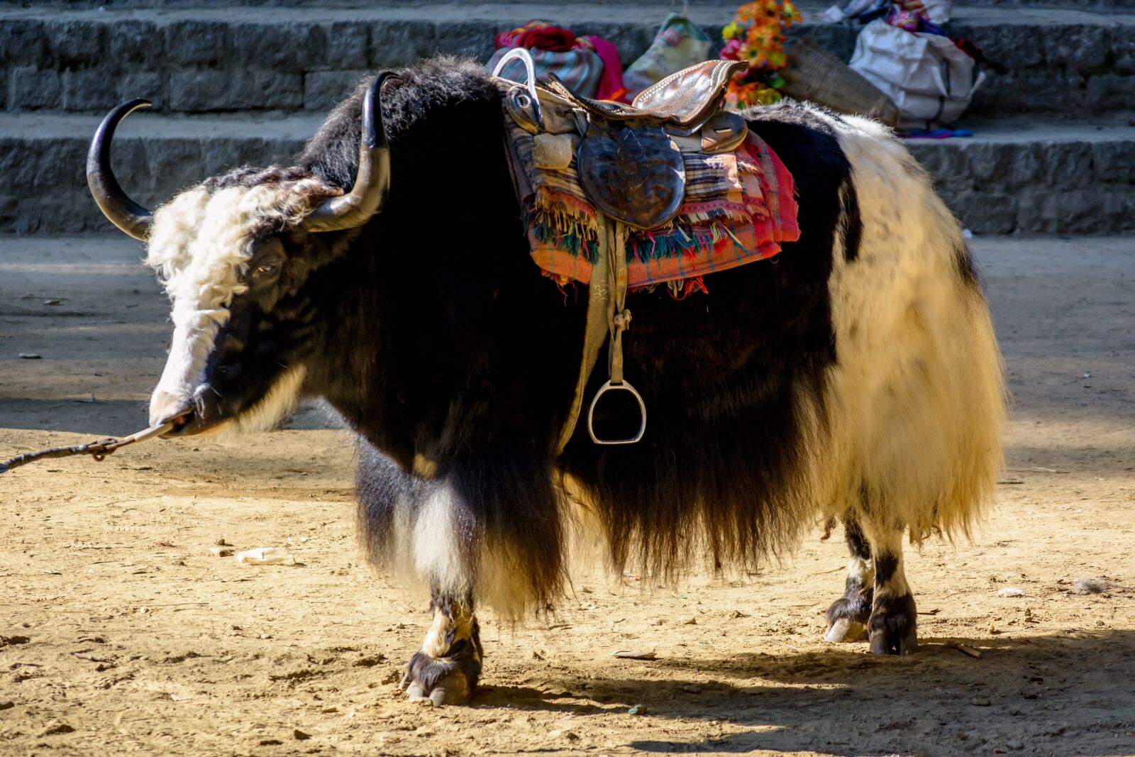 Nikon D5200 sample photo. Manali, himalayas, yak photography