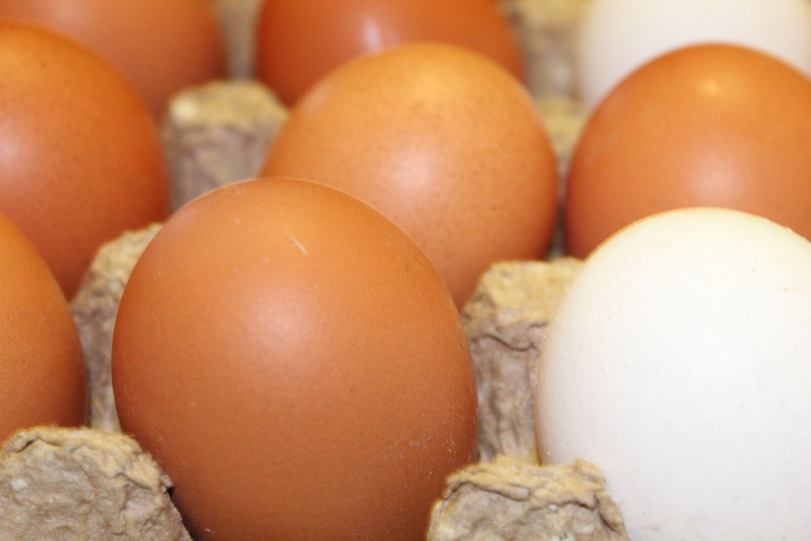 Canon EOS 4000D (EOS Rebel T100 / EOS 3000D) sample photo. Eggs, chicken, egg photography