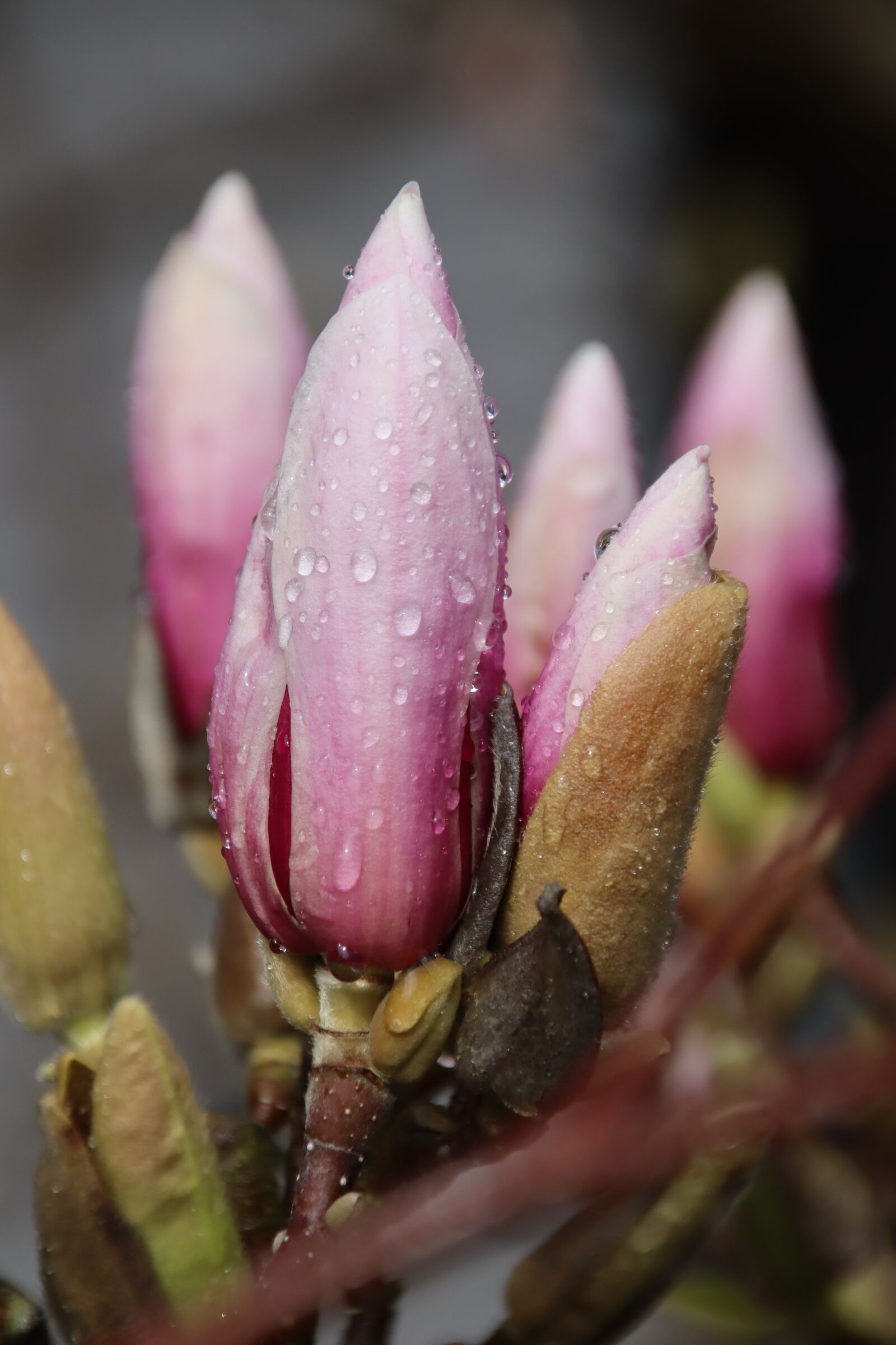 Canon EOS M50 (EOS Kiss M) sample photo. Magnolia, blossom, bloom photography