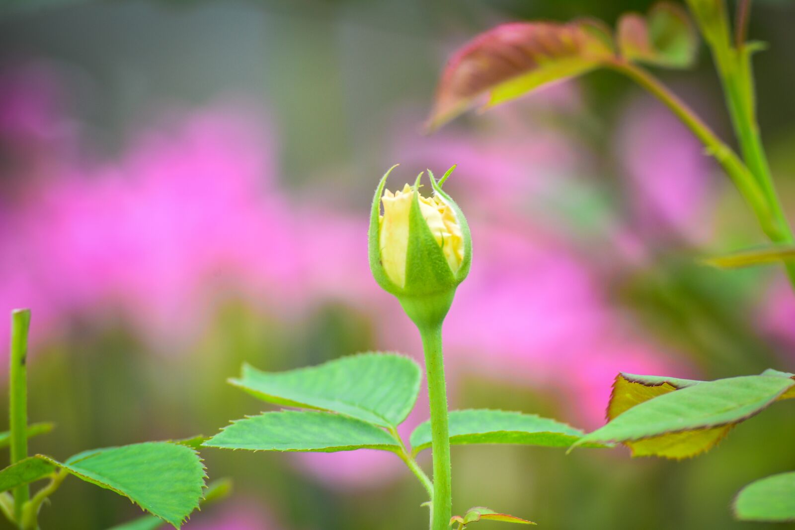 Nikon D7100 sample photo. Bird, nature, beautiful photography
