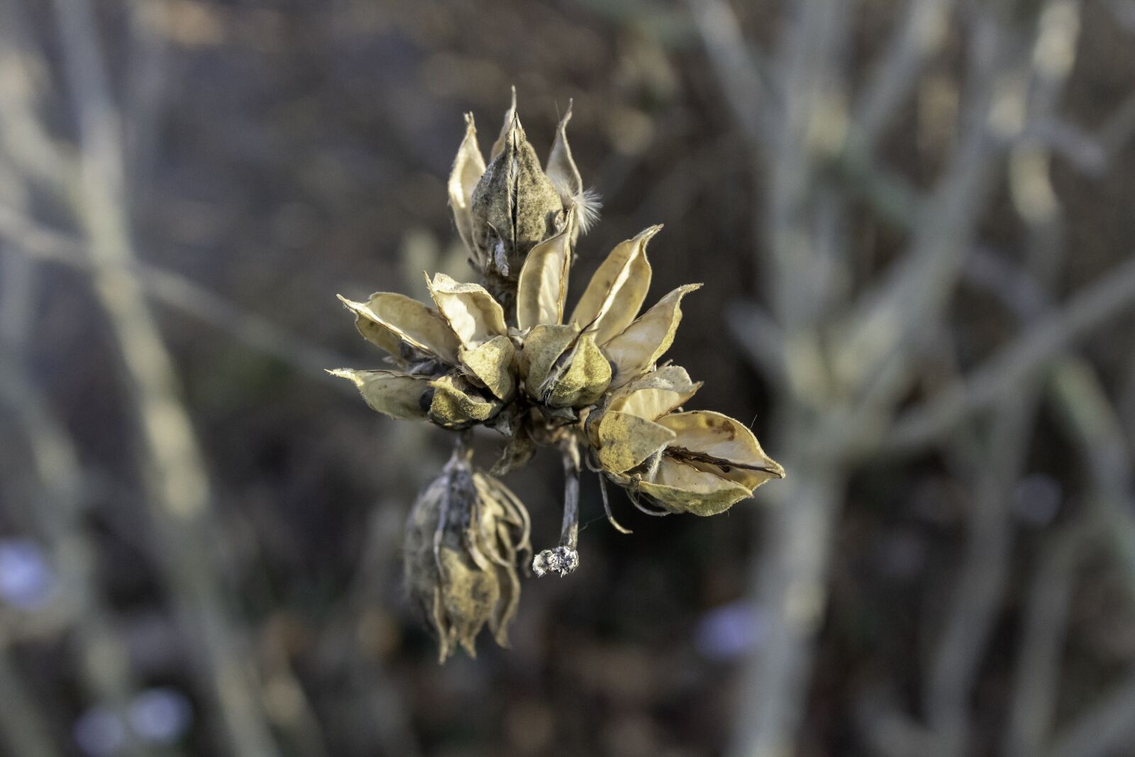 Canon EOS 1300D (EOS Rebel T6 / EOS Kiss X80) sample photo. Shrub, bush, crop photography