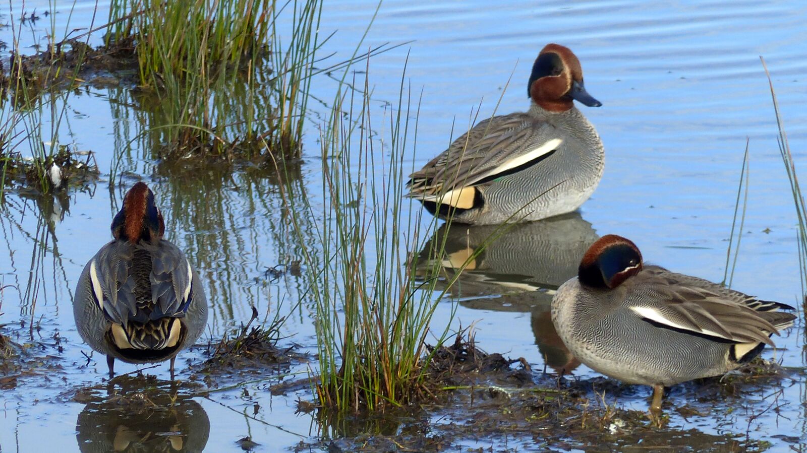 Panasonic Lumix DMC-FZ200 sample photo. Duck, ocean, tide photography