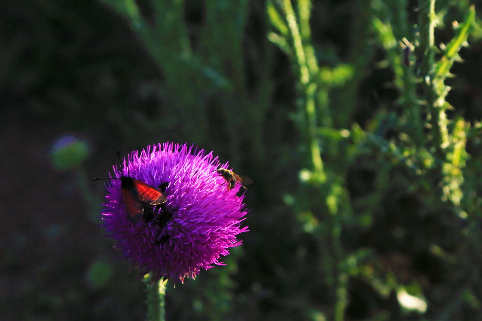 Canon EF 24-105mm F4L IS USM sample photo. Flower, insect, nature photography