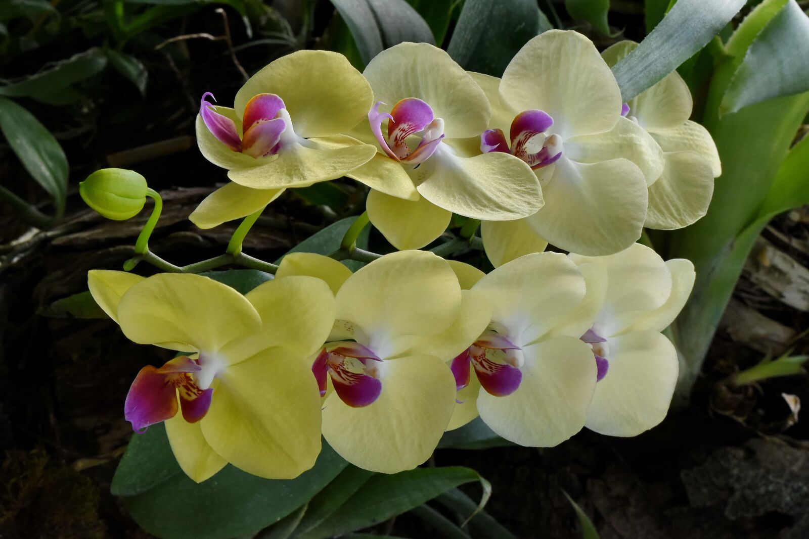 Nikon D5500 sample photo. Exotic, orchid, rain forest photography