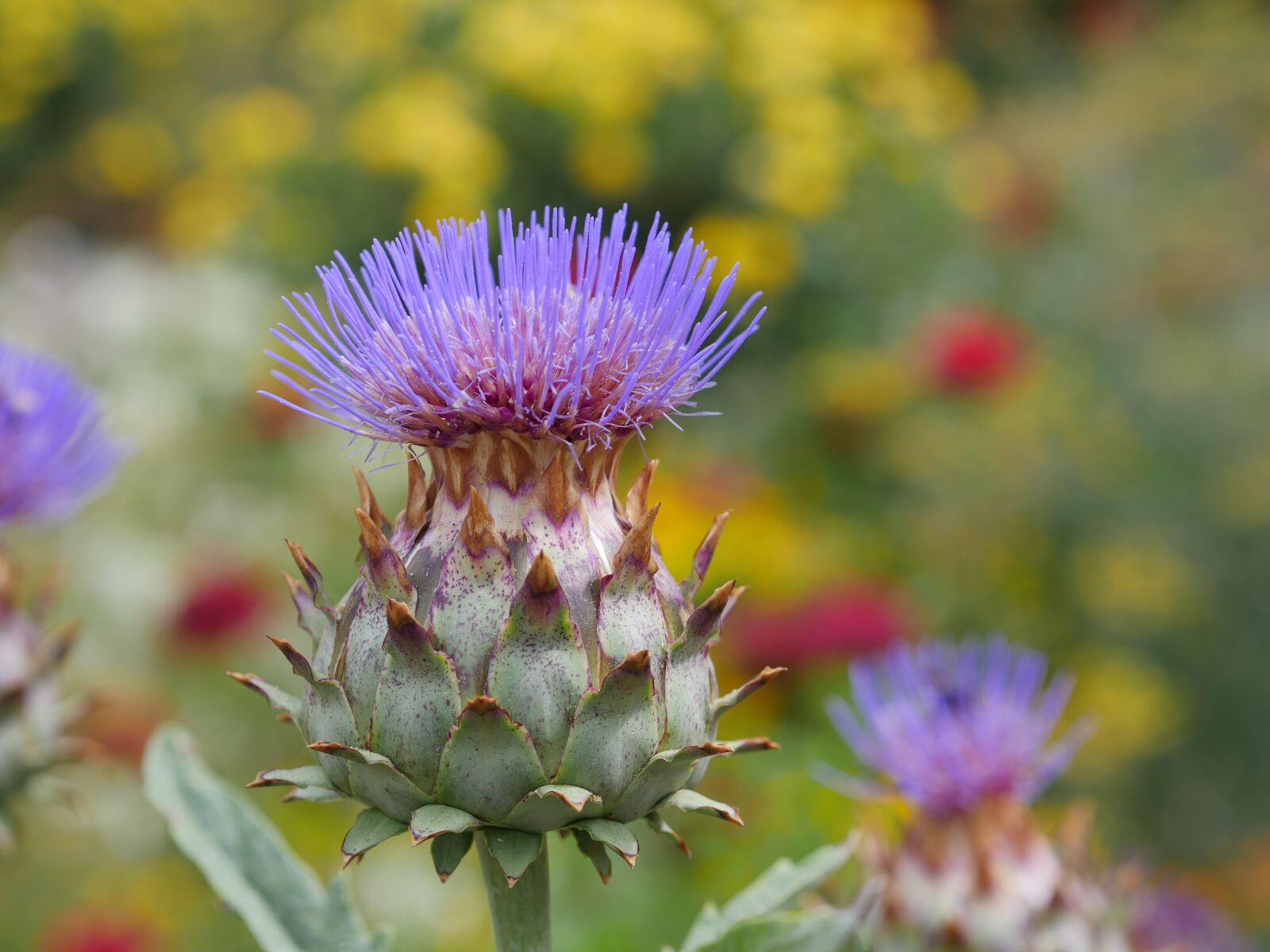 Panasonic Lumix DMC-GH4 sample photo. Flower, blossom, bloom photography