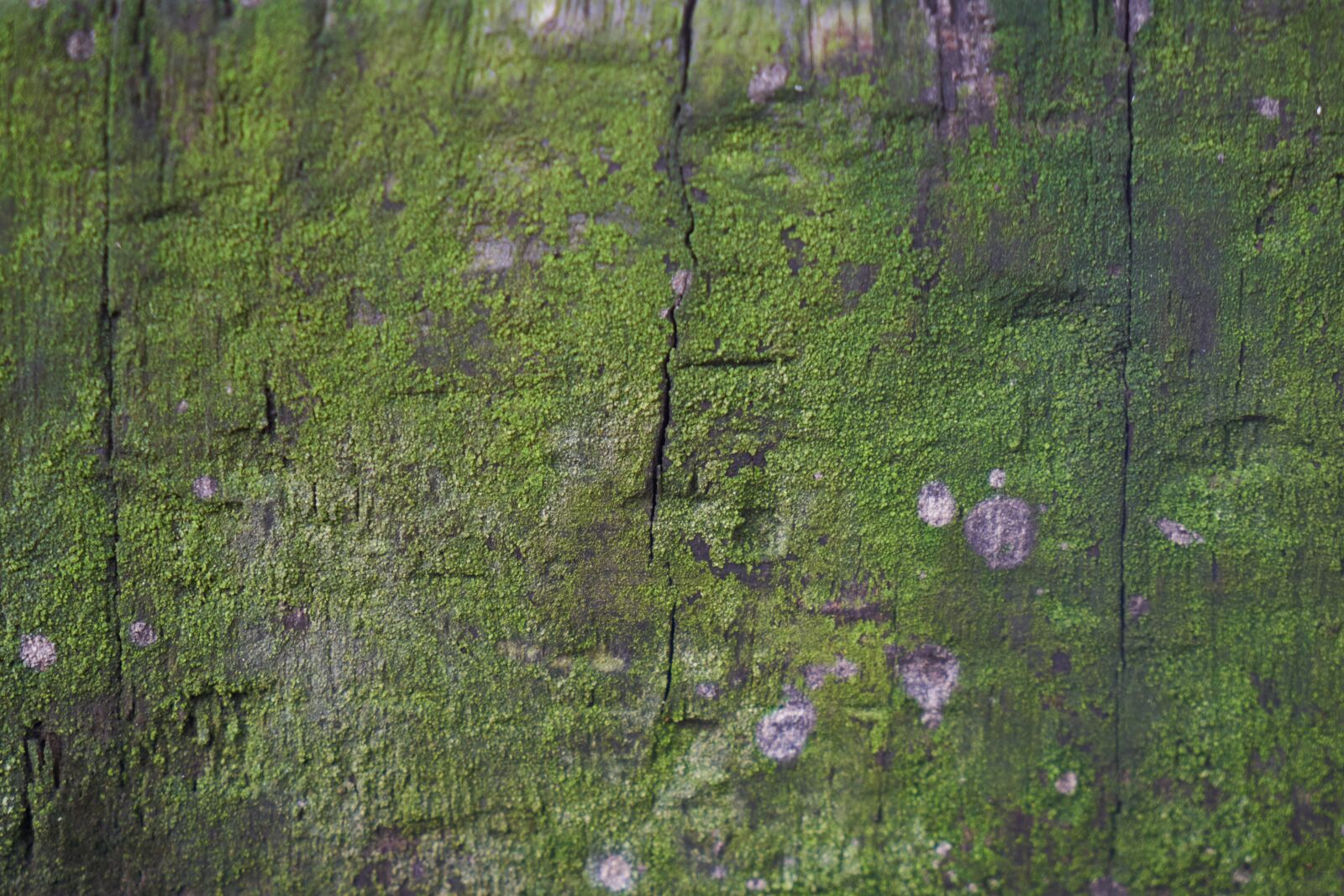 Sony a7R II sample photo. Wood-fibre boards, nature, tree photography