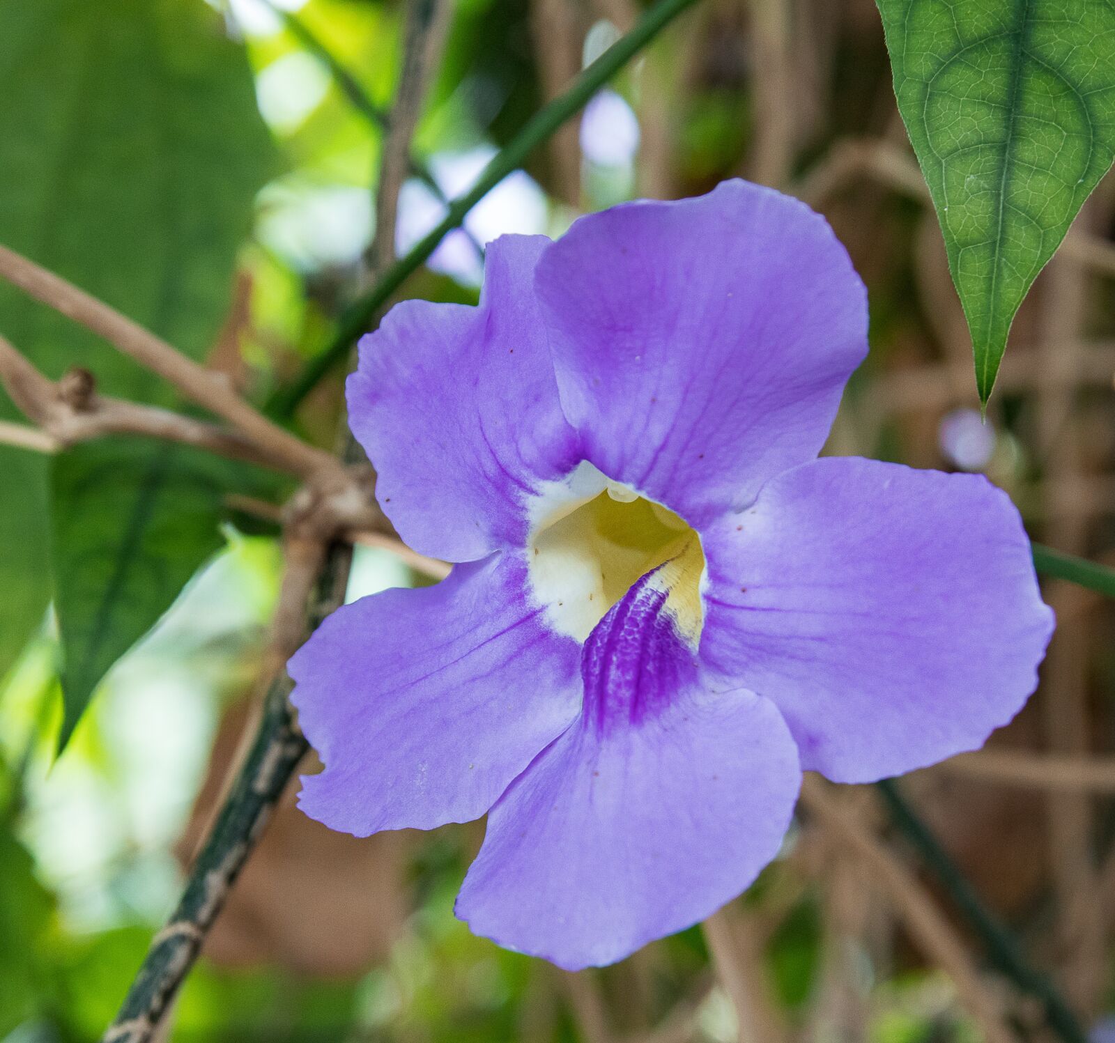 Canon EOS 80D sample photo. Blossom, bloom, plant photography