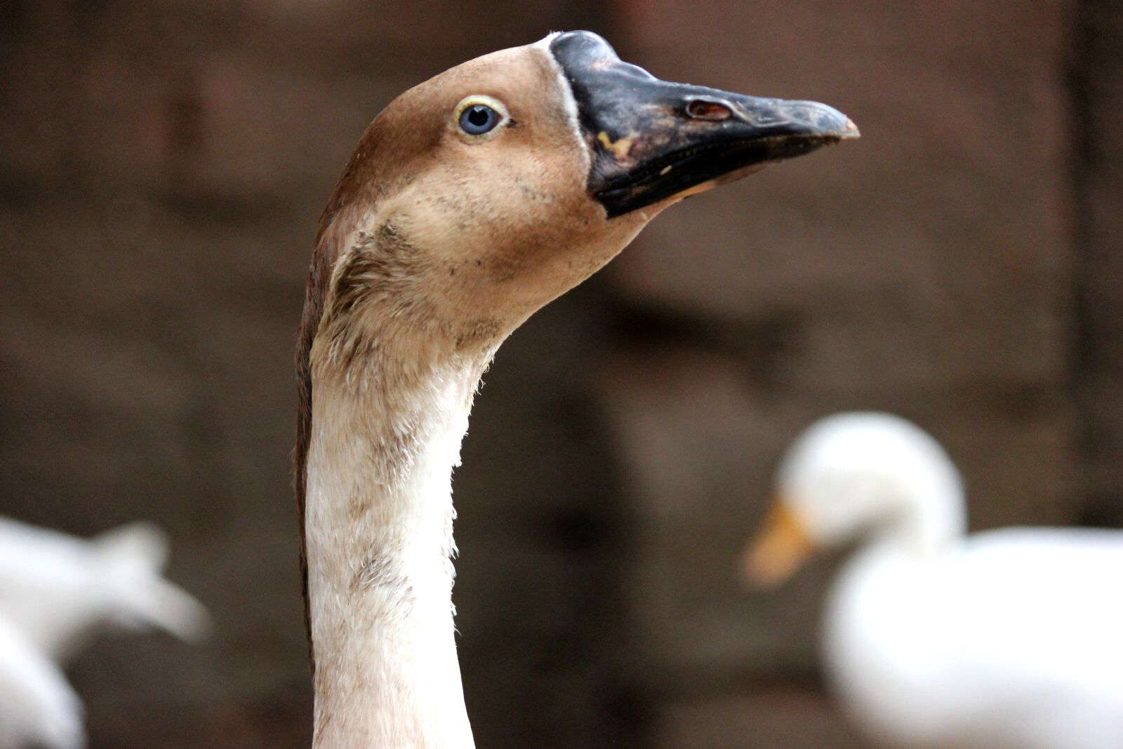 Canon EOS 600D (Rebel EOS T3i / EOS Kiss X5) sample photo. Duck, bird, face photography