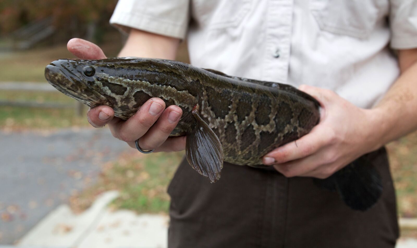 Canon EOS 5D Mark II sample photo. Fish, hands, northern, snakehead photography