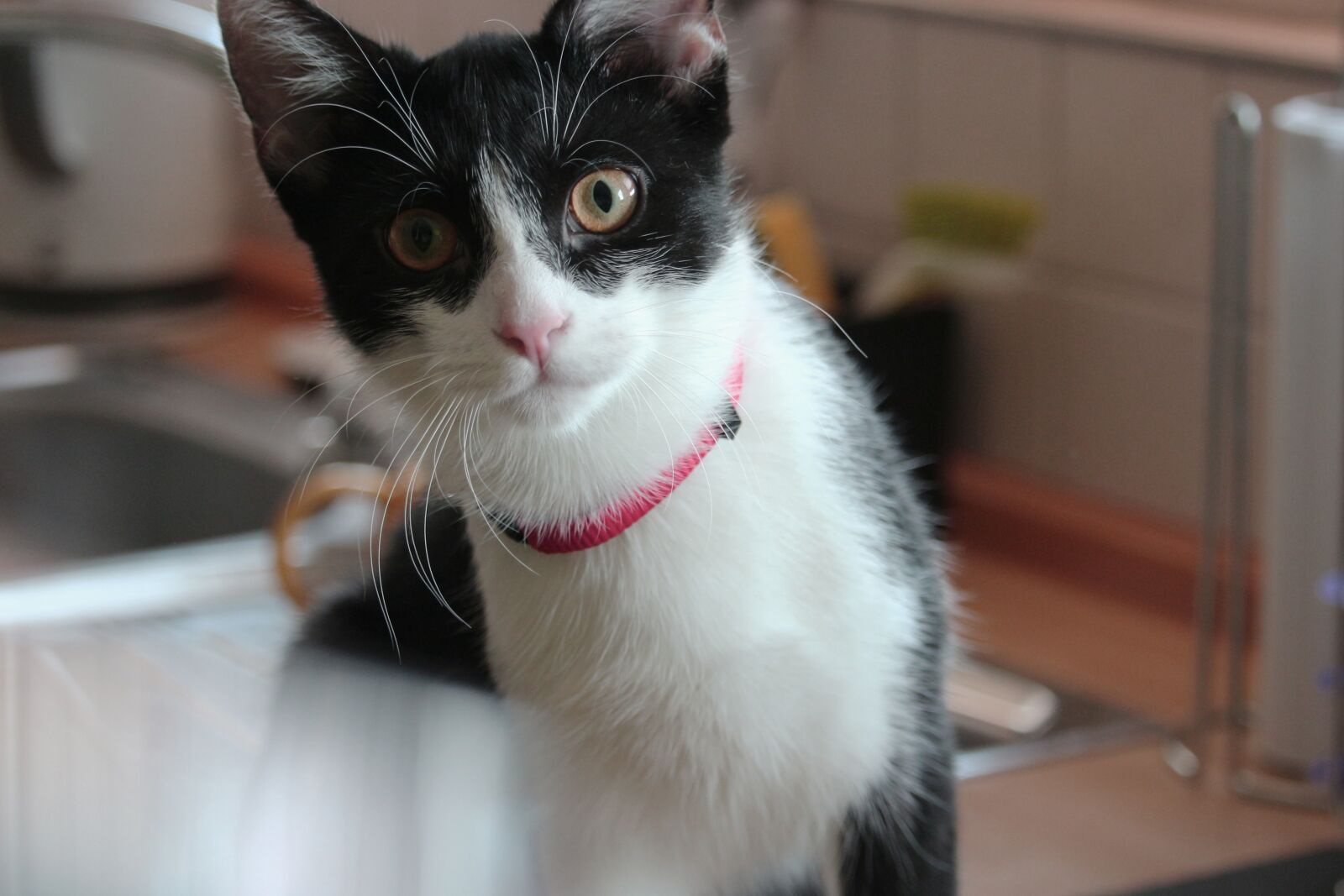 Canon EF-S 55-250mm F4-5.6 IS STM sample photo. Cat, pet, kitten photography