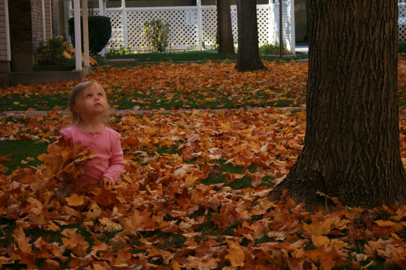 Canon EOS 400D (EOS Digital Rebel XTi / EOS Kiss Digital X) sample photo. Autumn, autumn, colours, autumn photography