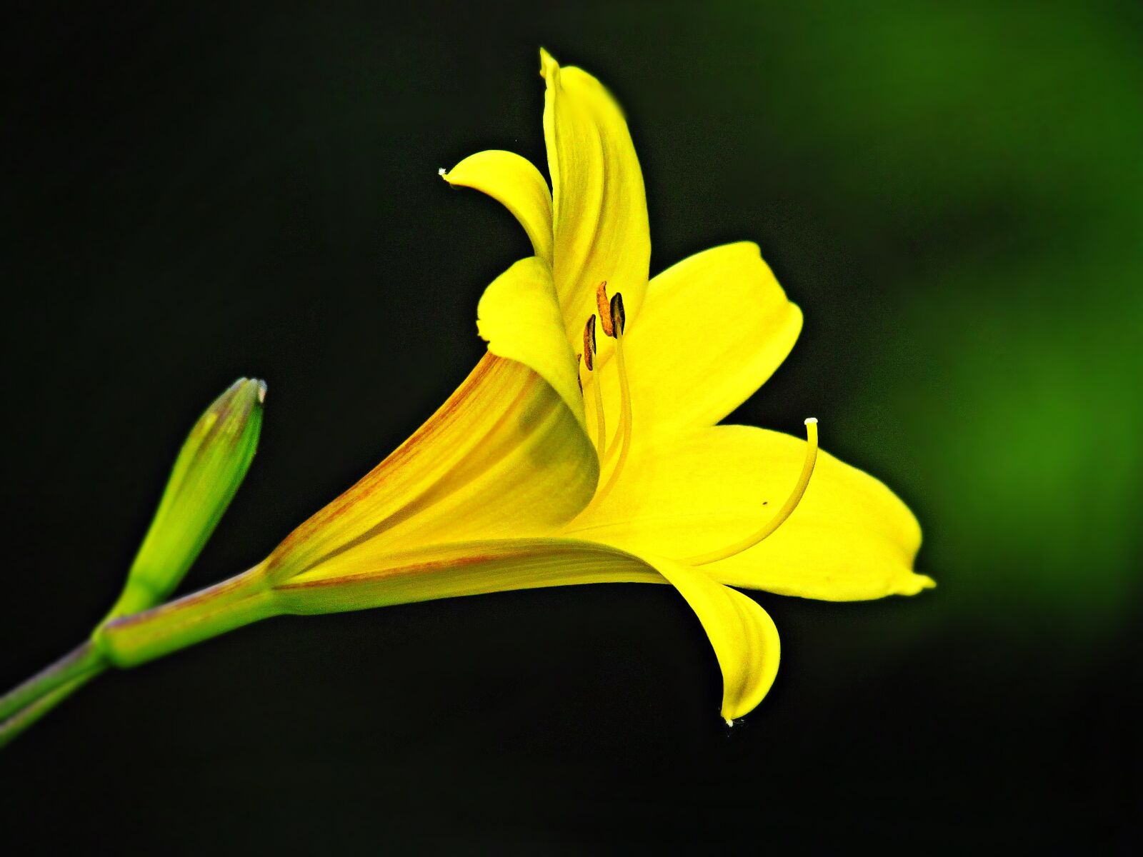 Canon PowerShot SX30 IS sample photo. Flower, flowers, yellow photography