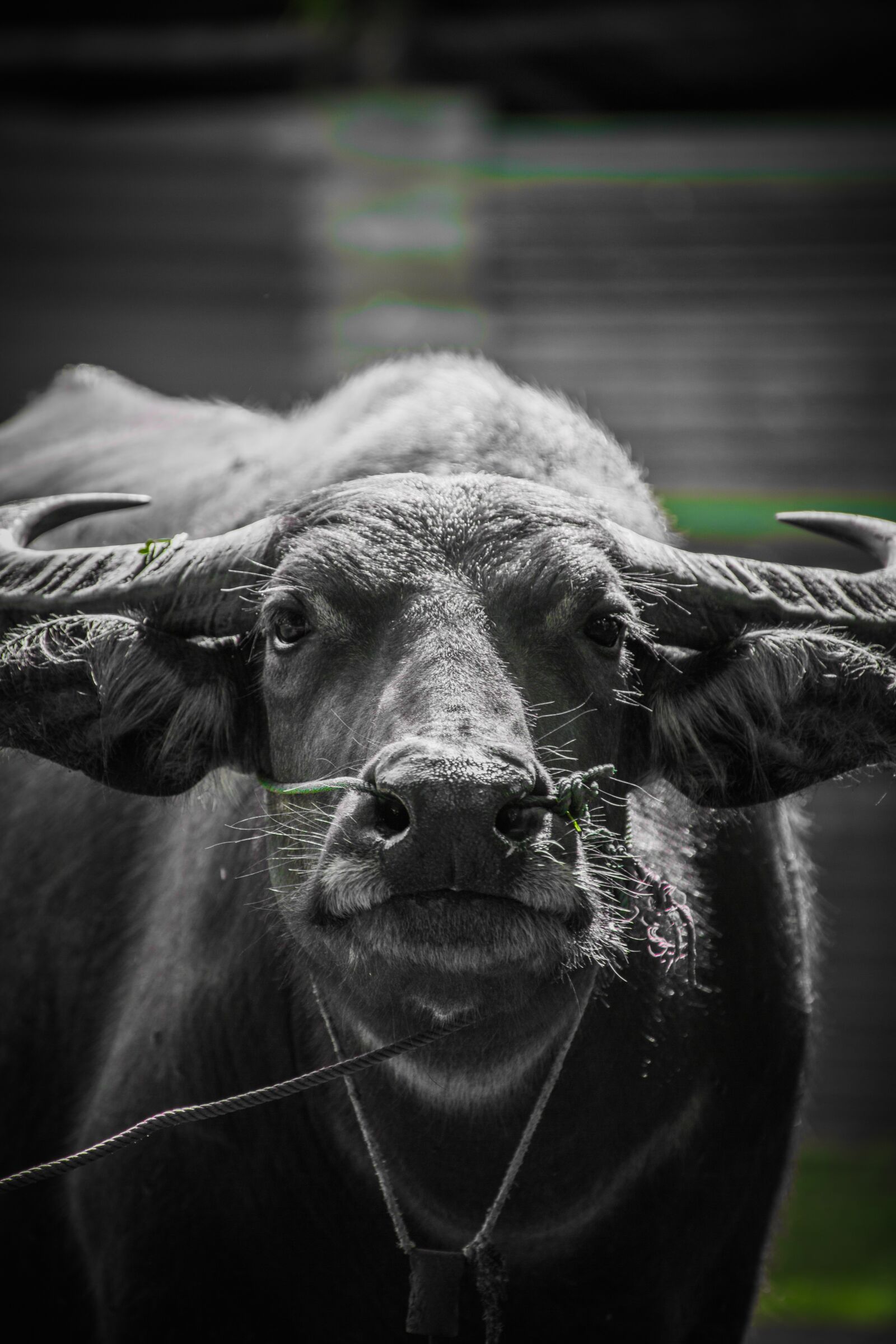 Canon EOS 5D Mark III sample photo. Buffalo, animals, in the photography