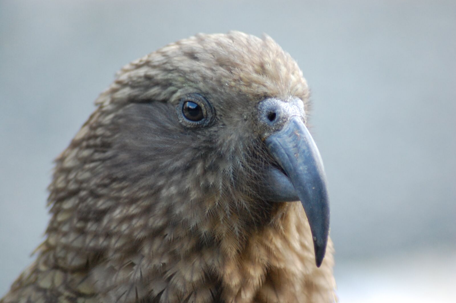 Nikon D40 sample photo. Kea, bird, portrait photography