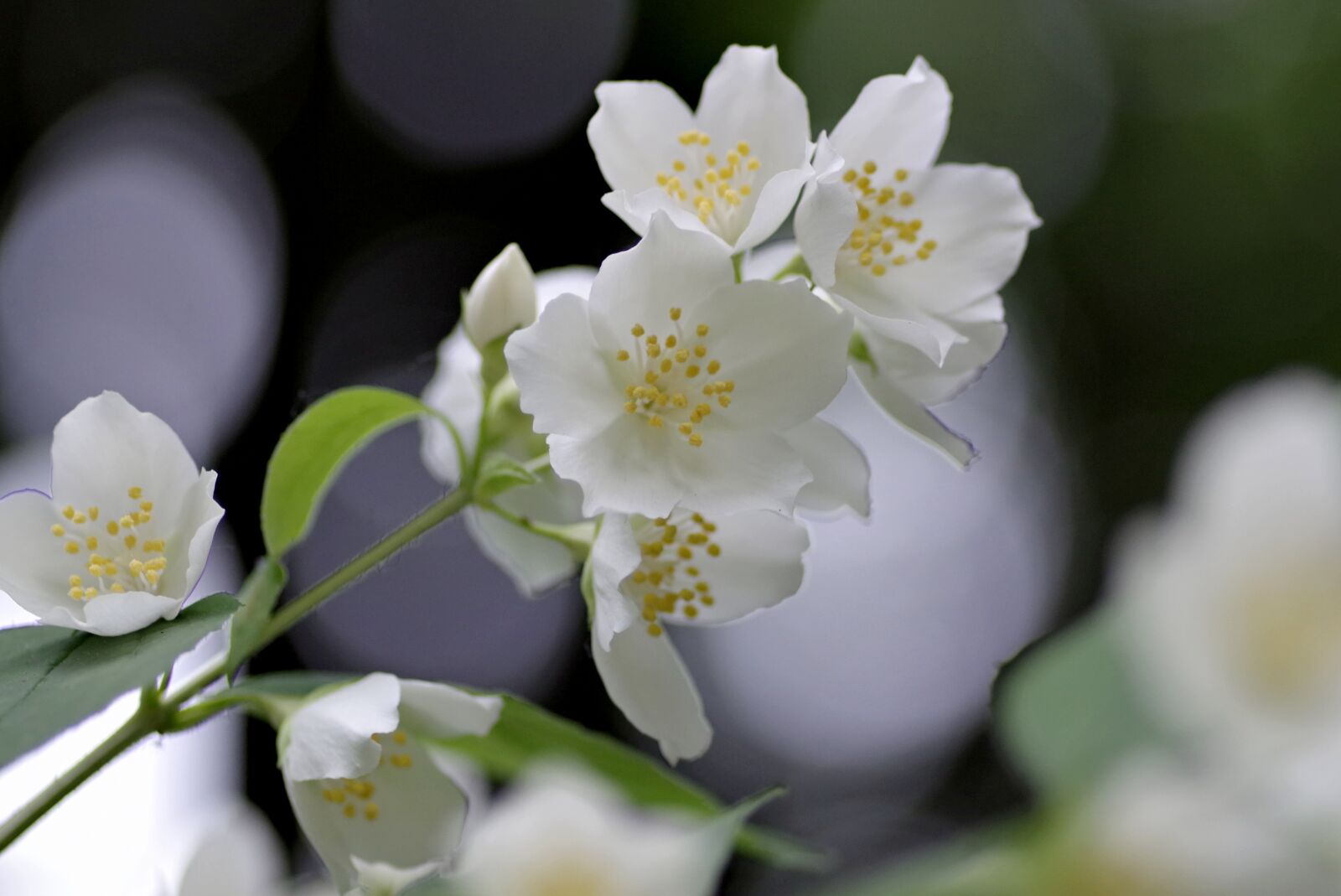 Pentax K-S2 sample photo. Flower, jasmine, biel photography