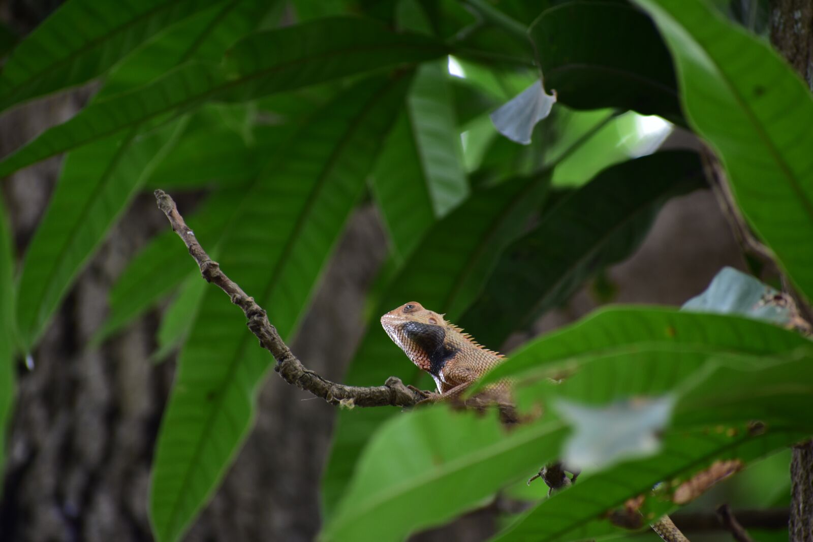 Nikon D3400 sample photo. Lizard, close up, focus photography