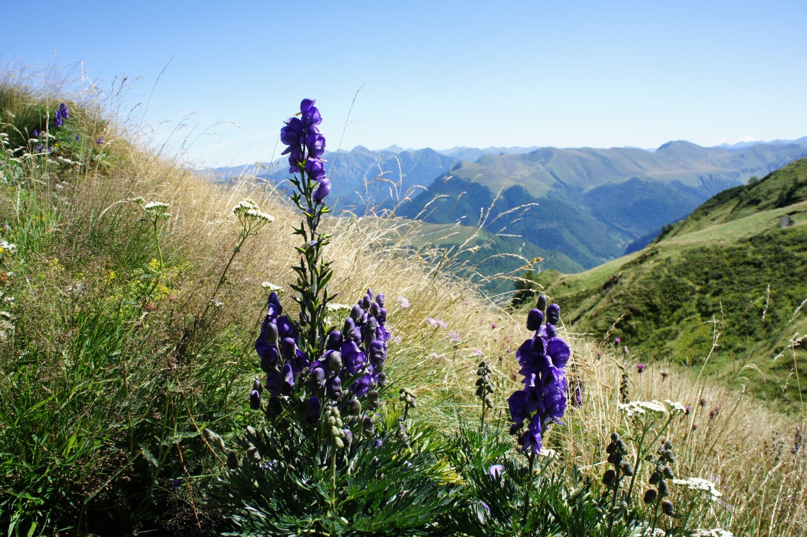 Sony Alpha NEX-3 + Sony E 18-55mm F3.5-5.6 OSS sample photo. Mountain, nature, flowers photography