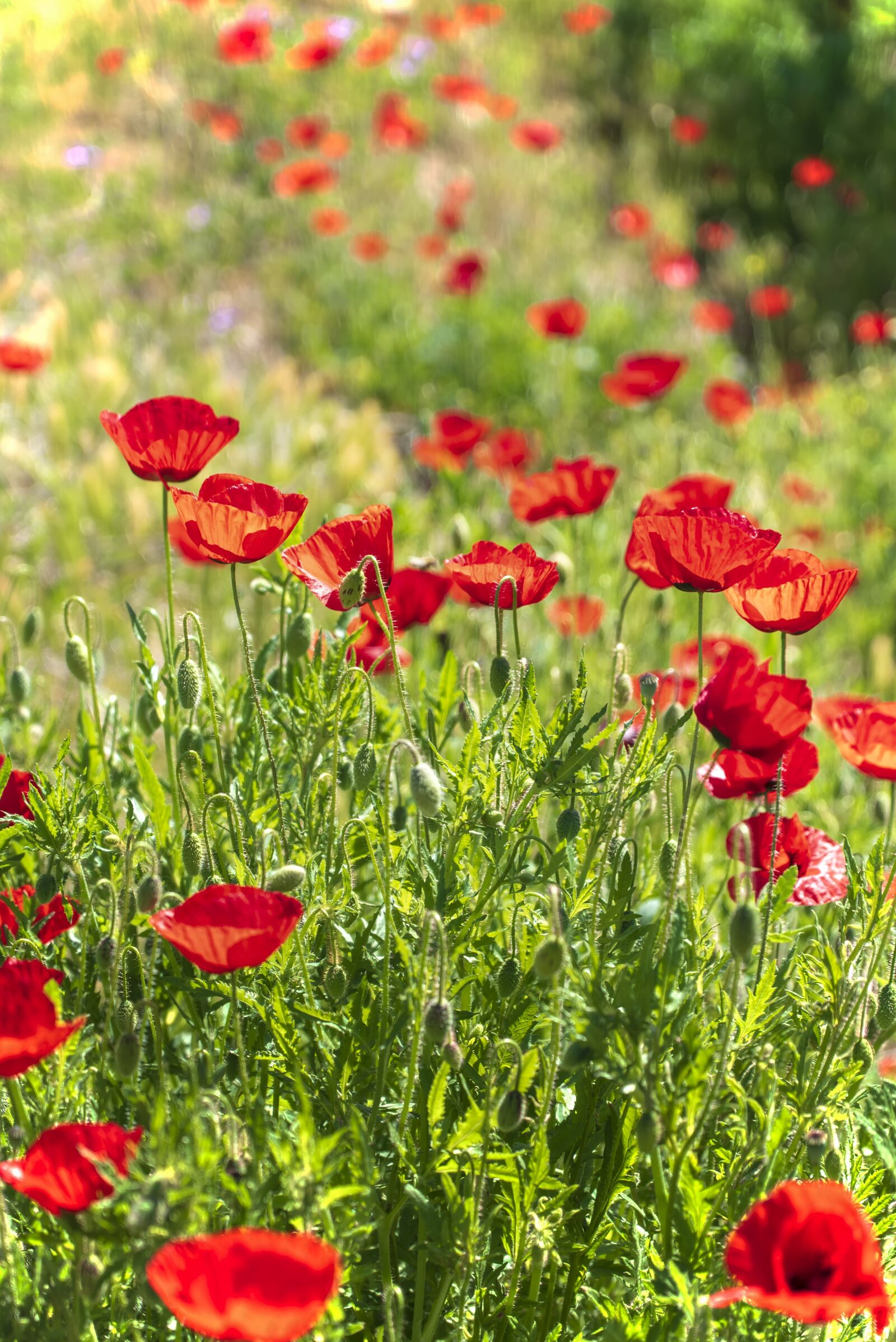 Tamron SP 24-70mm F2.8 Di VC USD sample photo. Poppies, red, nature photography