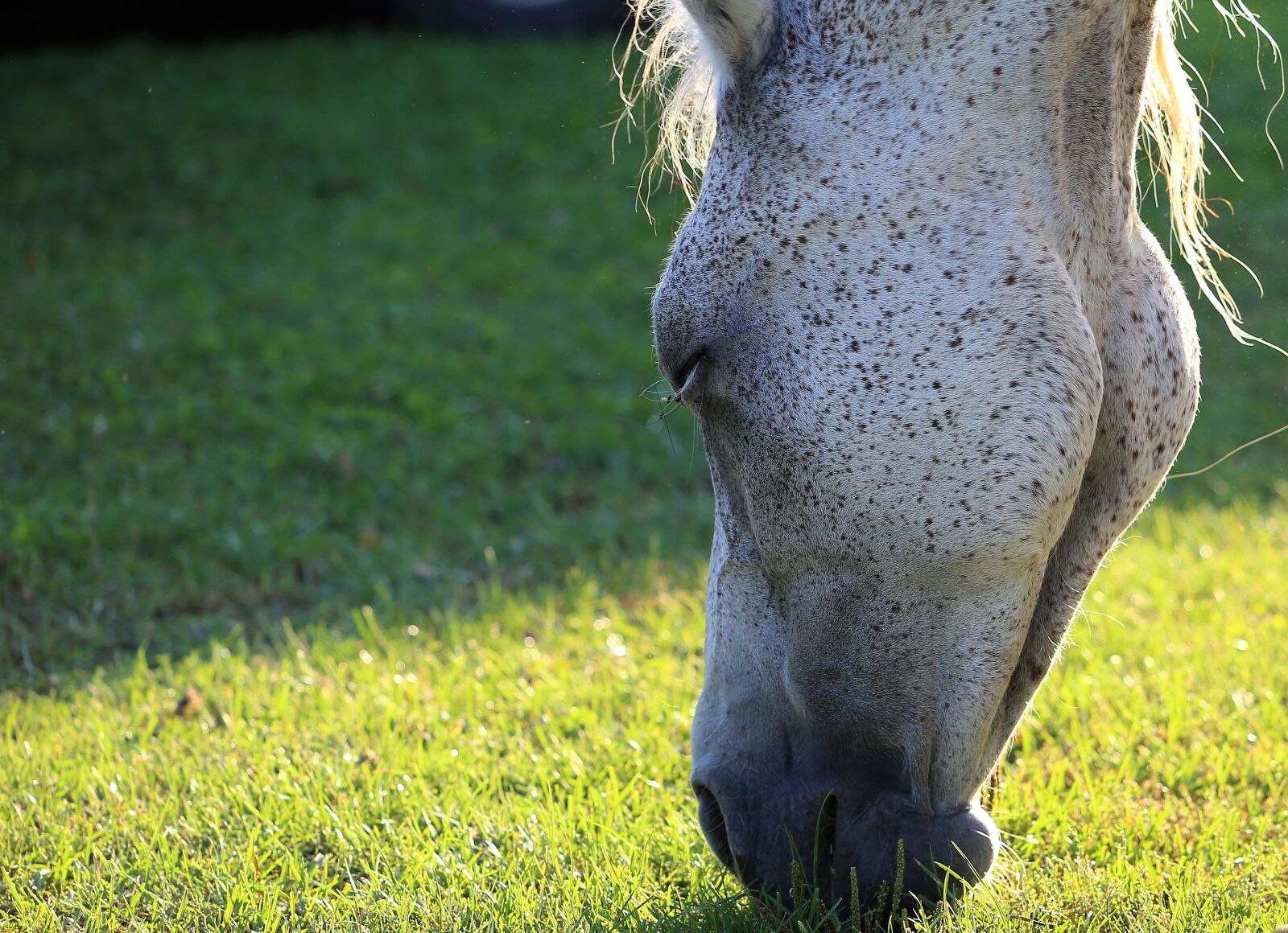 Canon EF 70-300 F4-5.6 IS II USM sample photo. Arabian horse, head, pasture photography