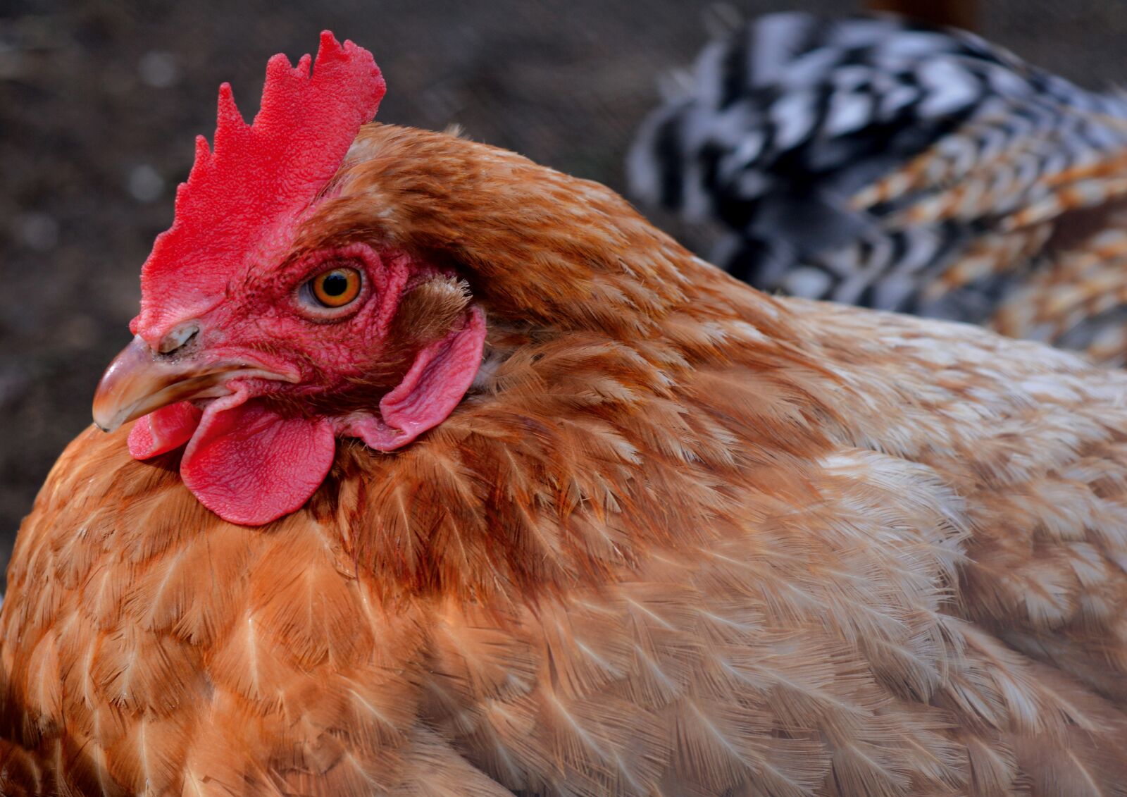 Nikon D3200 sample photo. Hen, chicken, poultry photography