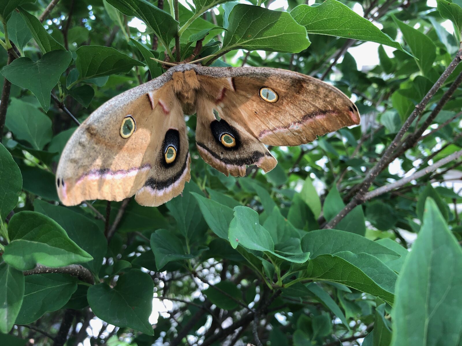 Apple iPhone 8 sample photo. Moth, cecropia, nature photography