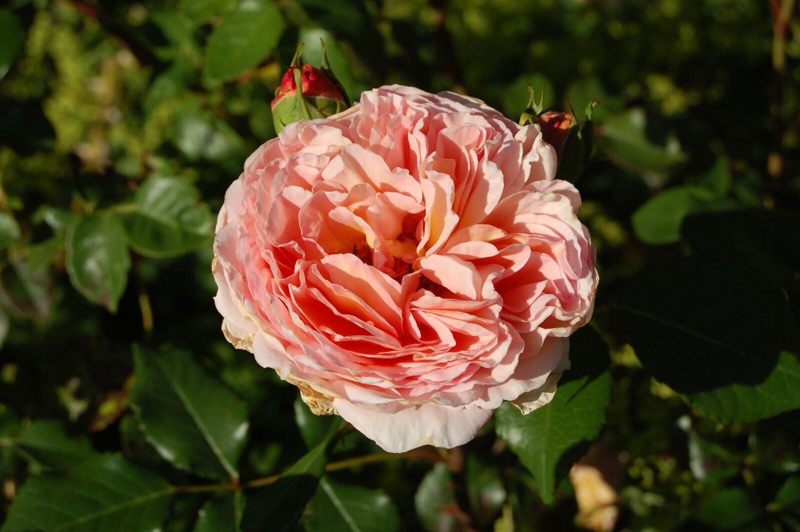 Nikon D40 sample photo. Flower, nature, plant photography