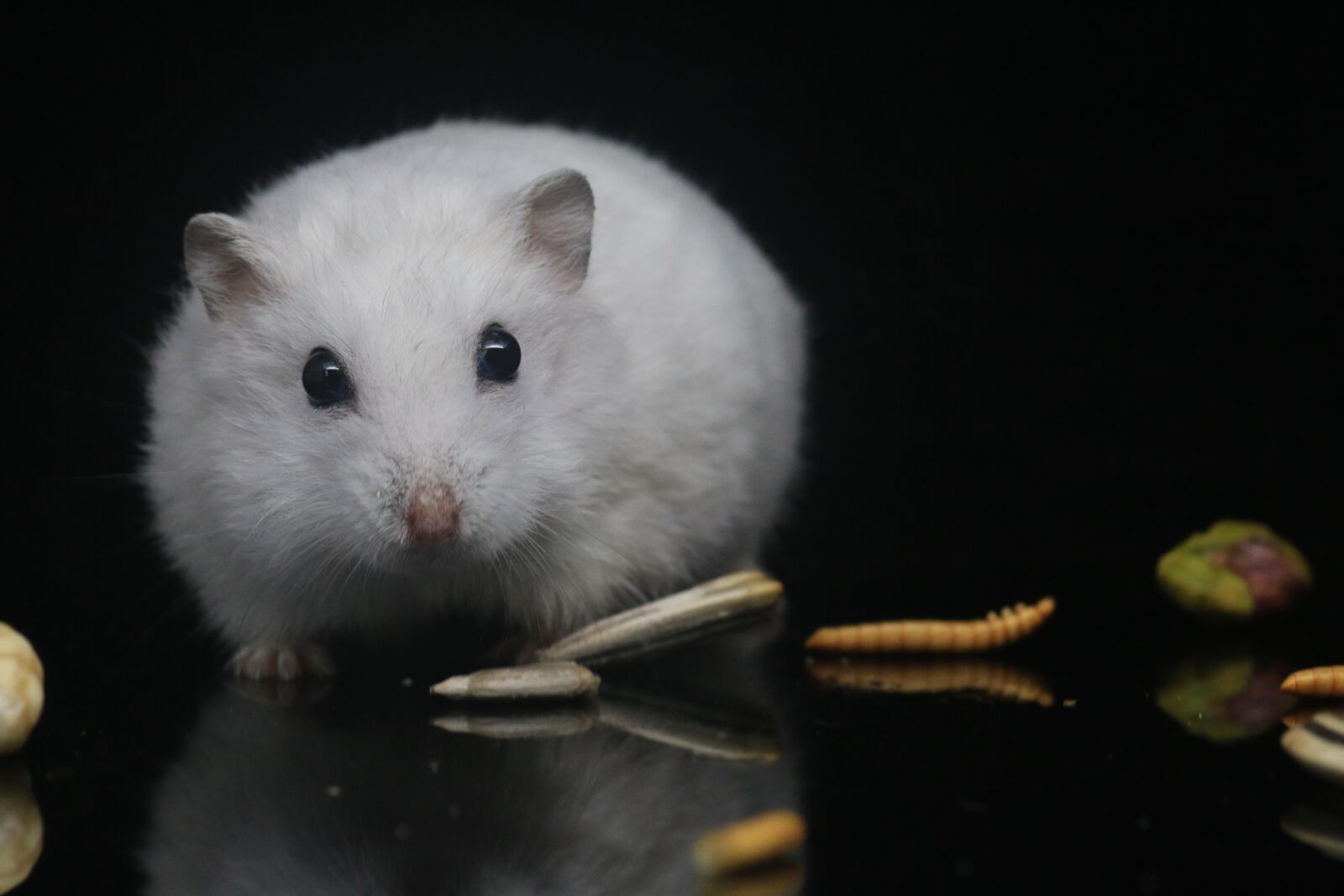 Canon EOS 70D sample photo. Hamster, pets, small animals photography