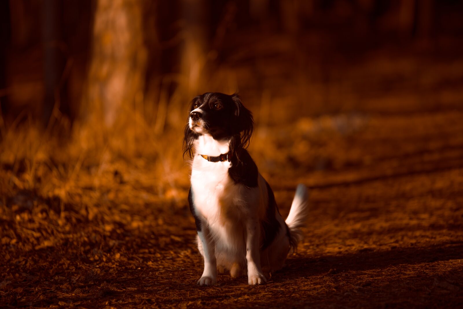 Canon EOS 6D sample photo. Dog, nature, walk photography