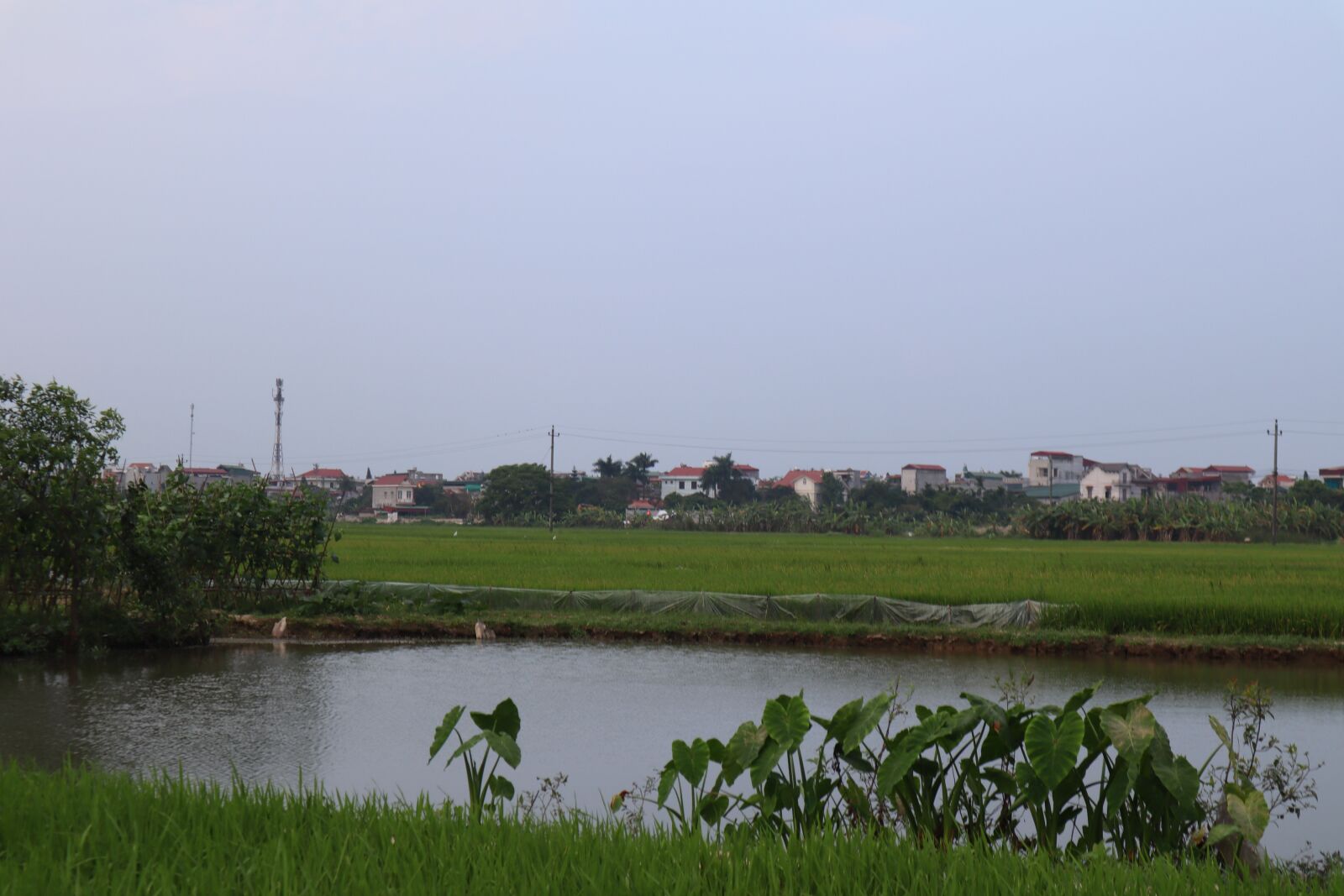 Canon EOS M50 (EOS Kiss M) sample photo. Rice fields, silk, rice photography