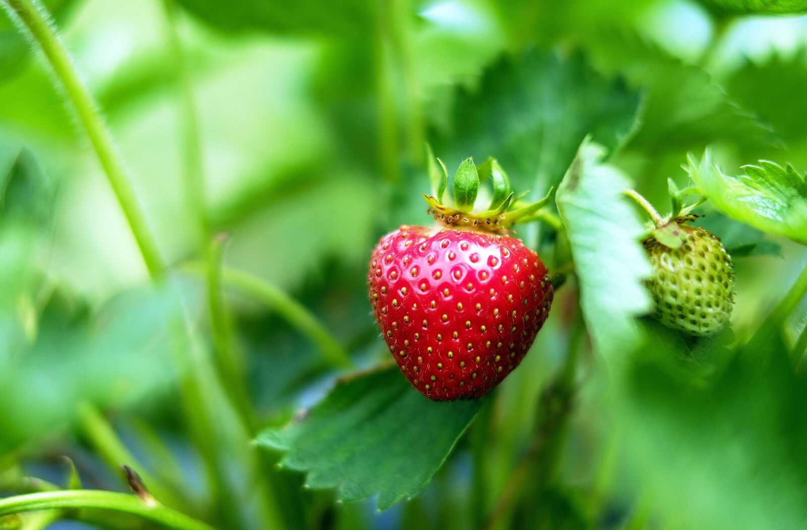 Fujifilm X-T10 + Fujifilm XF 35mm F1.4 R sample photo. Strawberries, fruit, red photography